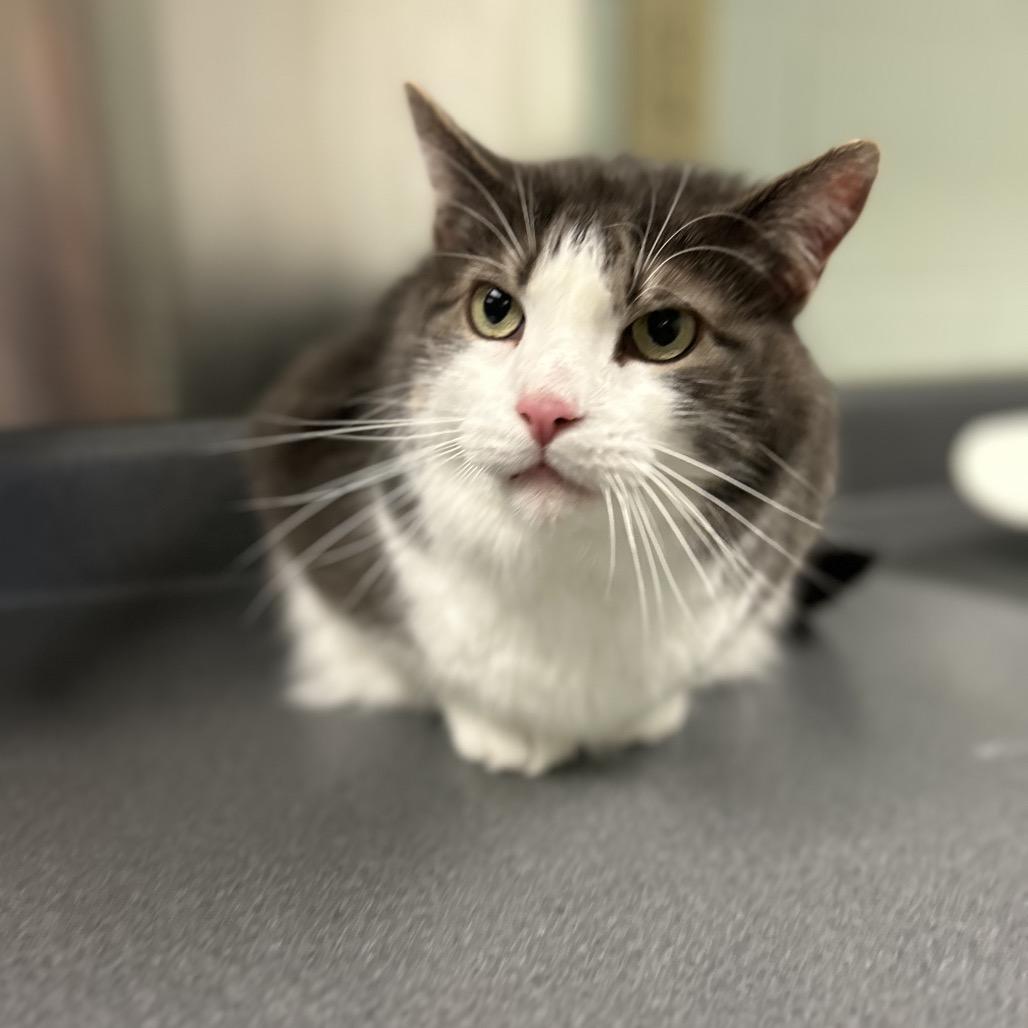 Enlarge Furb, a Adoptable Domestic Short Hair in Waukesha, WI image 2/2