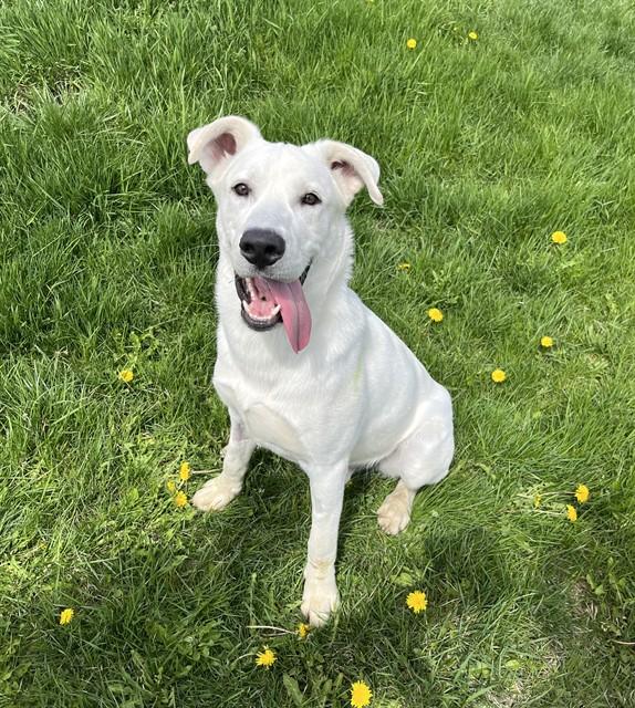 Enlarge GEORGE, a Adoptable mixed breed in Toronto, ON image 1/1