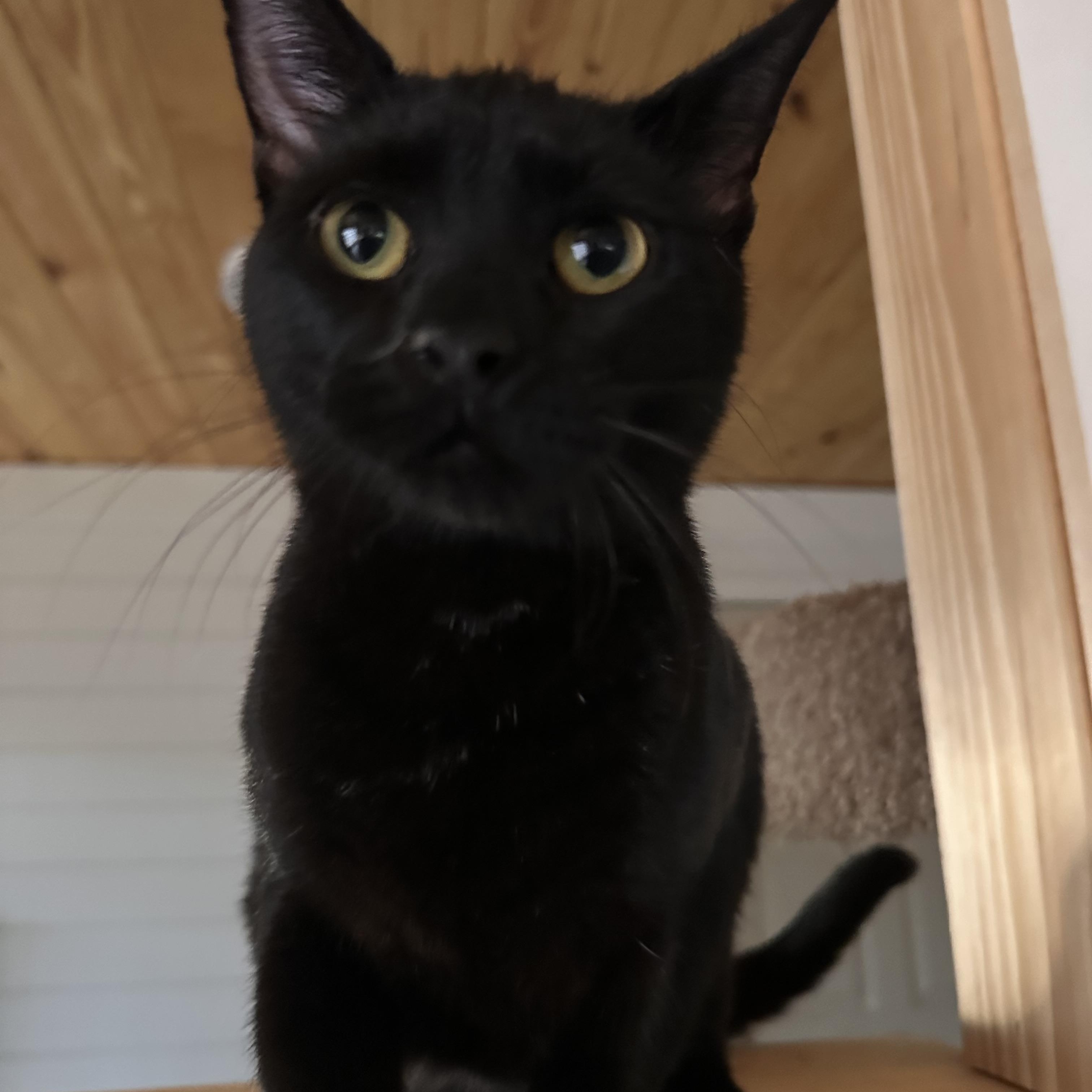 Black Berry thumbnail 2