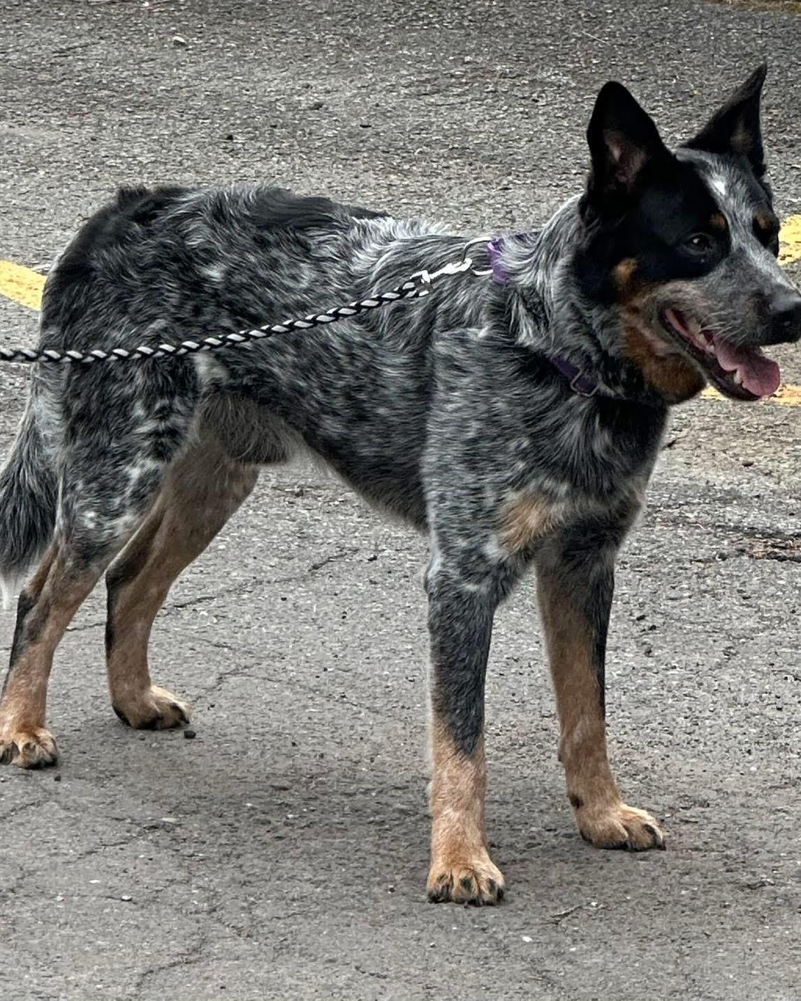 Enlarge Otis, a Adoptable Australian Cattle Dog / Blue Heeler in Hop Bottom, PA image 2/2
