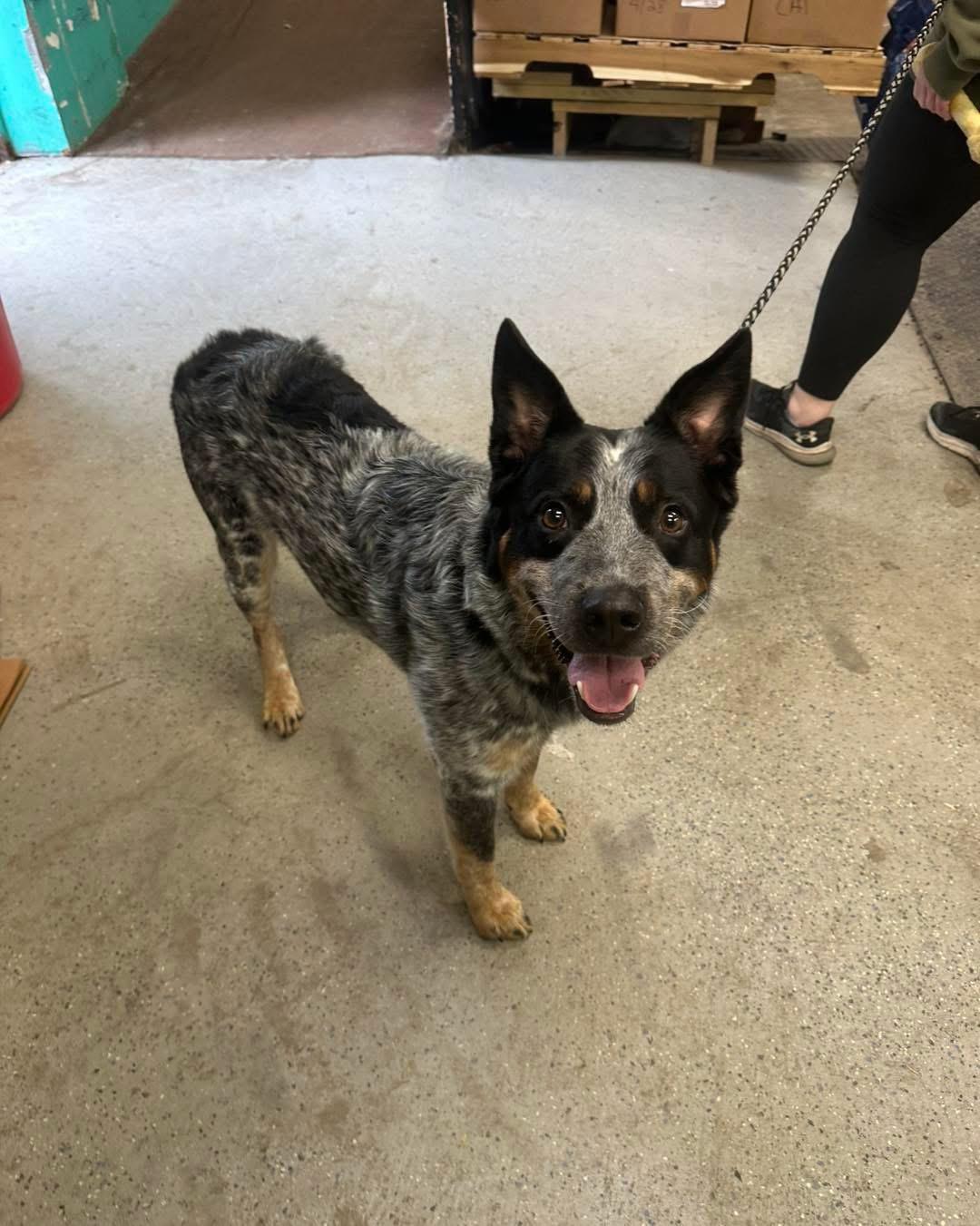 Otis, Adoptable, Adult Male Australian Cattle Dog / Blue Heeler.