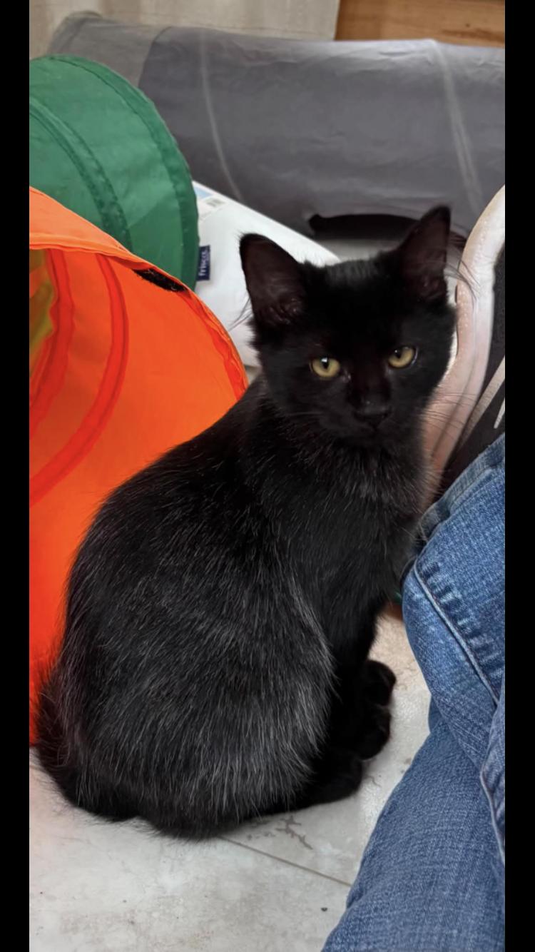 Enlarge Smokey, a Adoptable Domestic Short Hair in St. Ignace, MI image 1/2