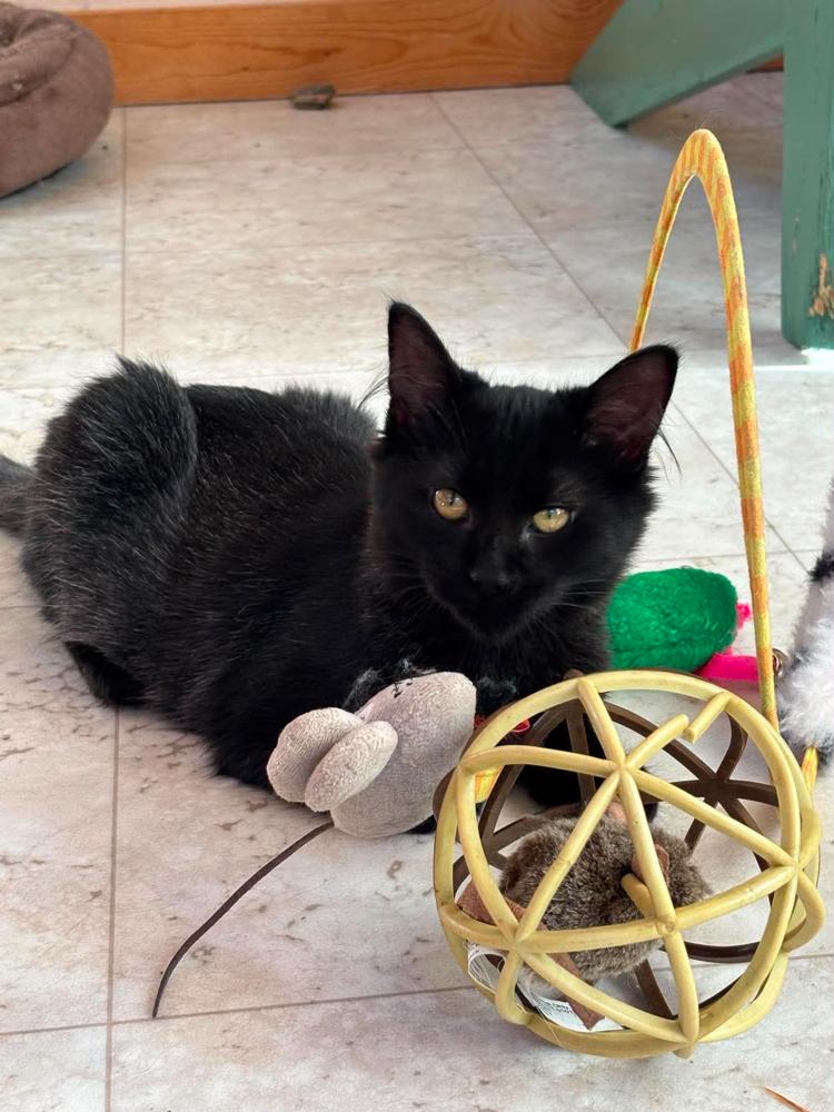 Enlarge Smokey, a Adoptable Domestic Short Hair in St. Ignace, MI image 2/2