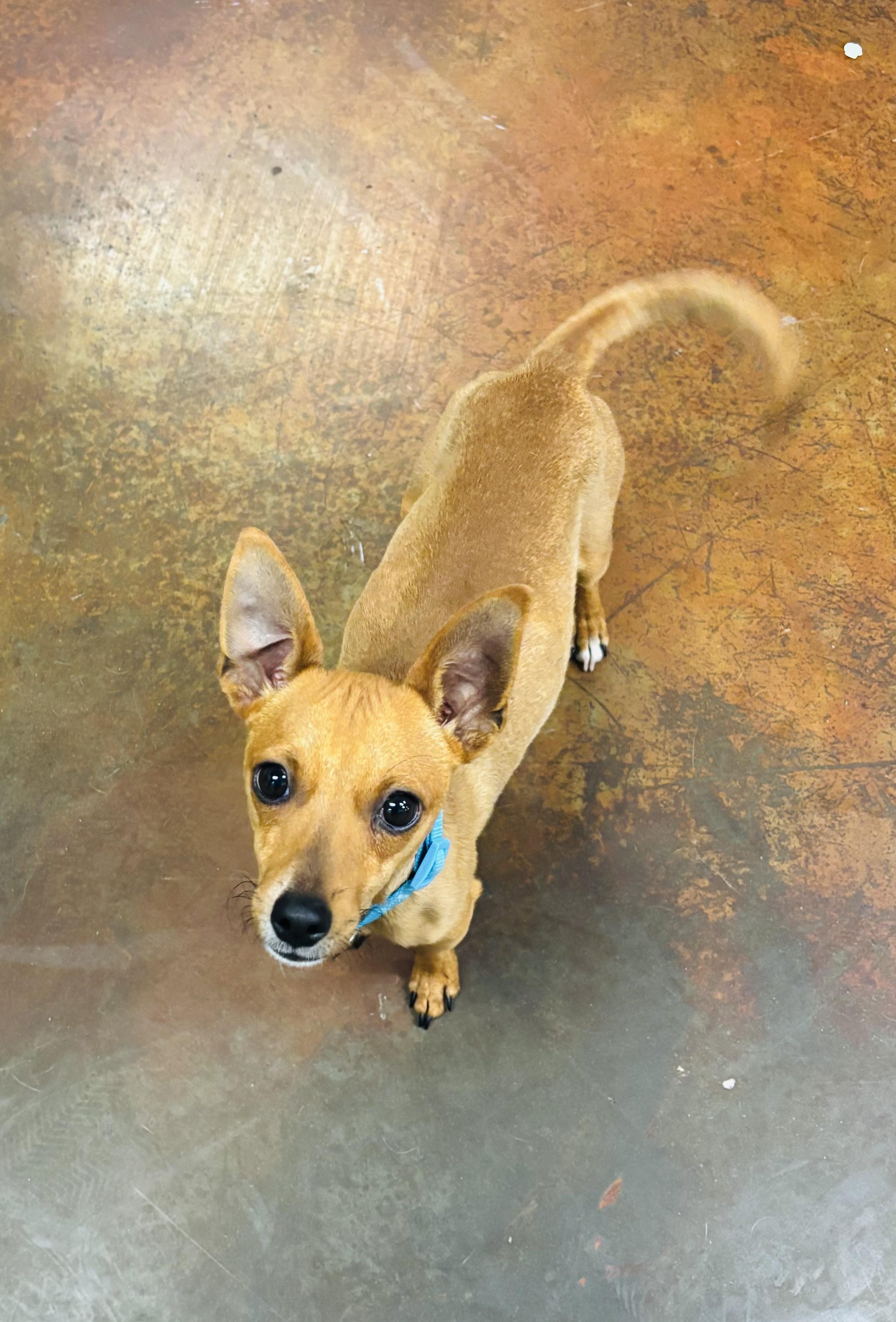 Enlarge Oggie, a ADOPTABLE mixed breed in Council Bluffs, IA image 1/1