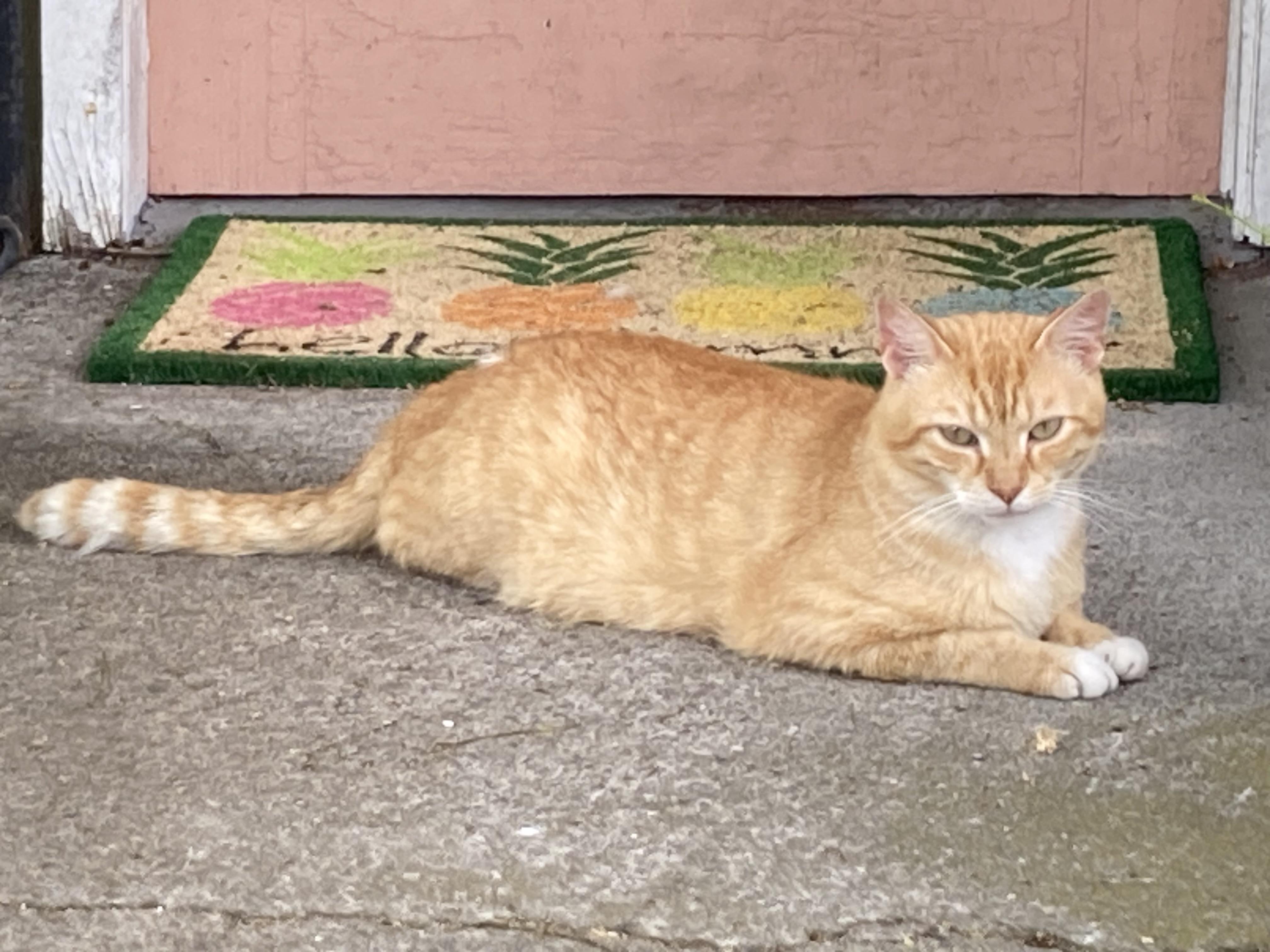 Payton, a ADOPTABLE Domestic Short Hair in Johnson City, TN image 2/5