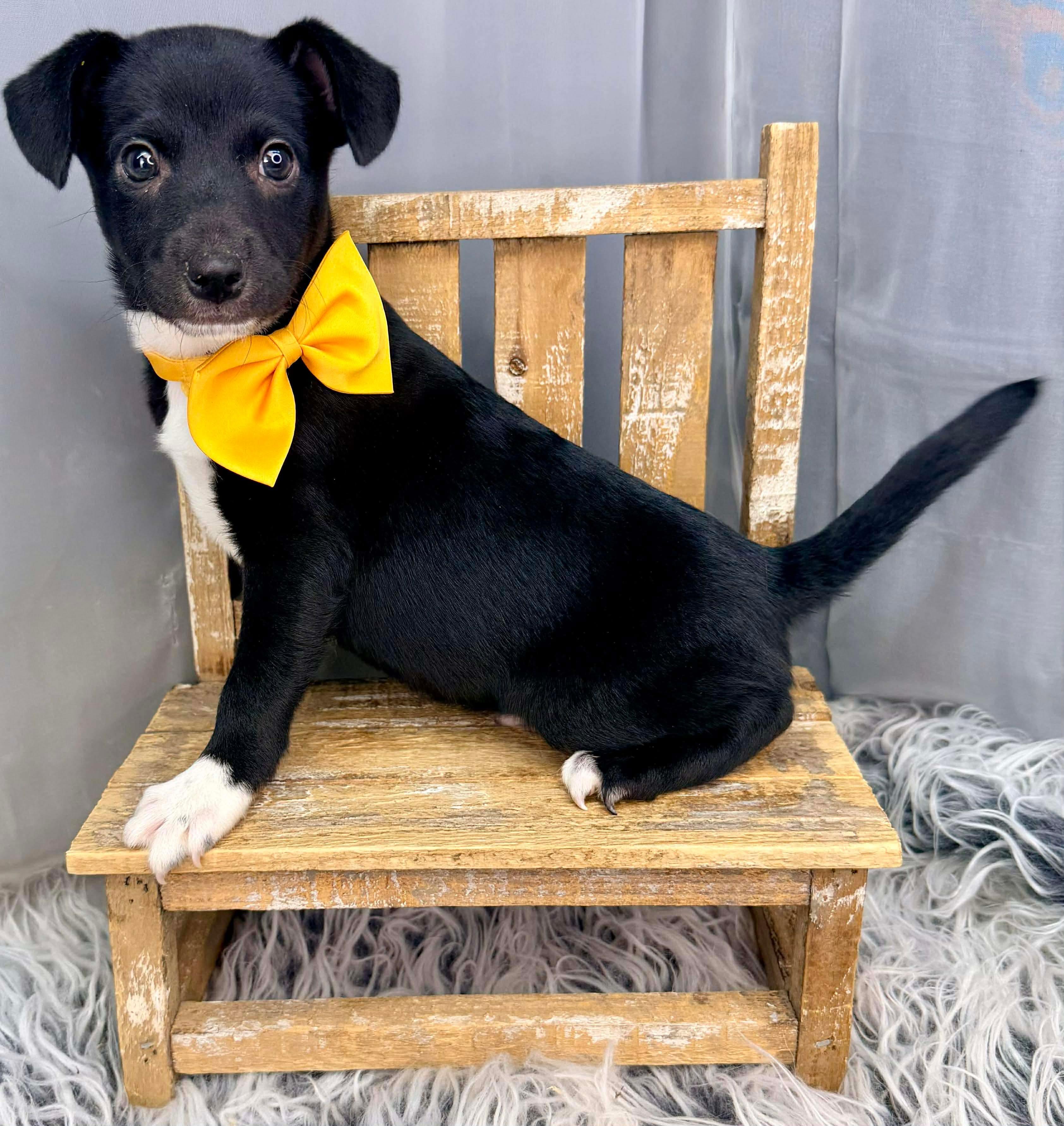 Enlarge Charlie, a Adoptable mixed breed in Jackson, MI image 6/6