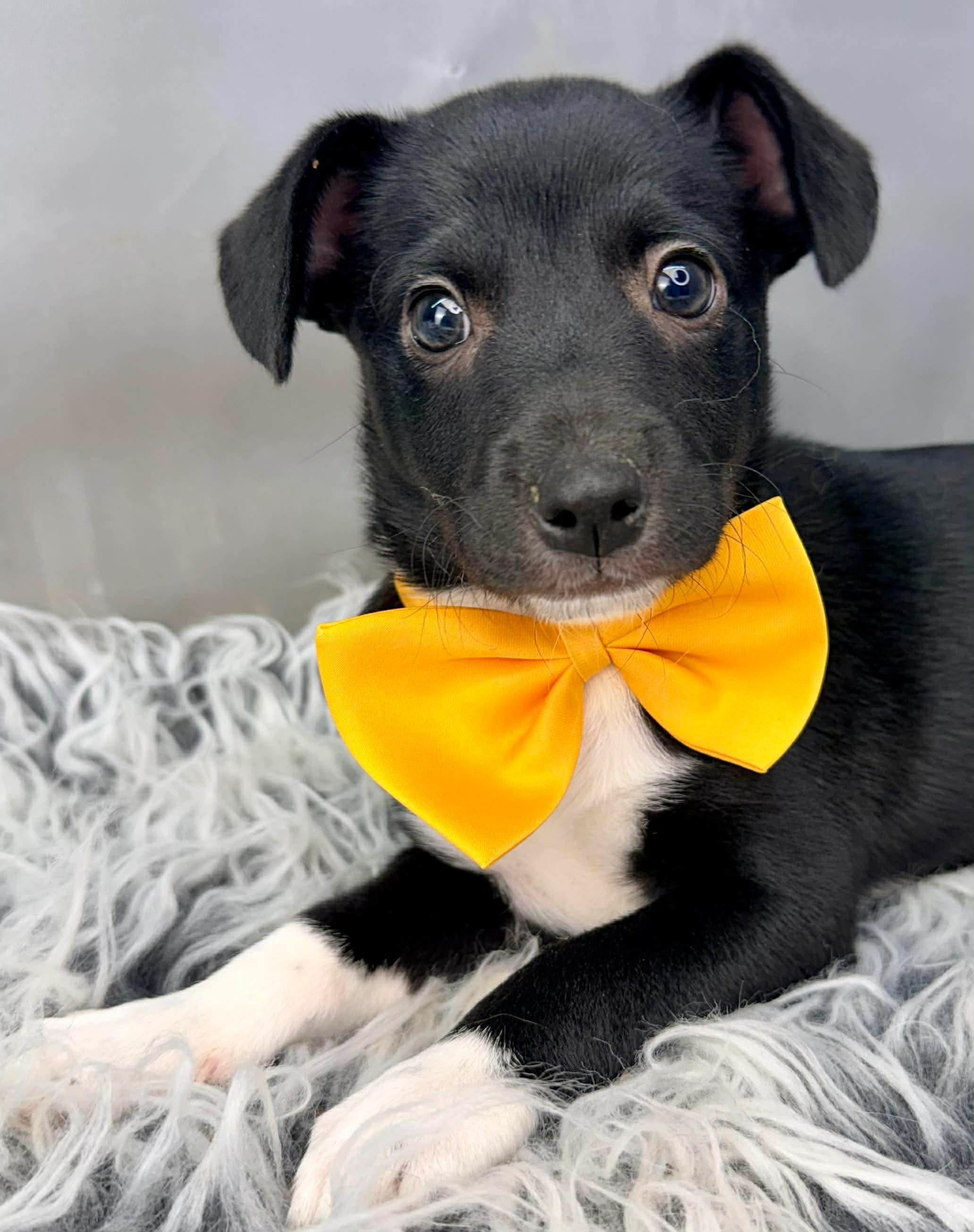 Enlarge Charlie, a Adoptable mixed breed in Jackson, MI image 4/6