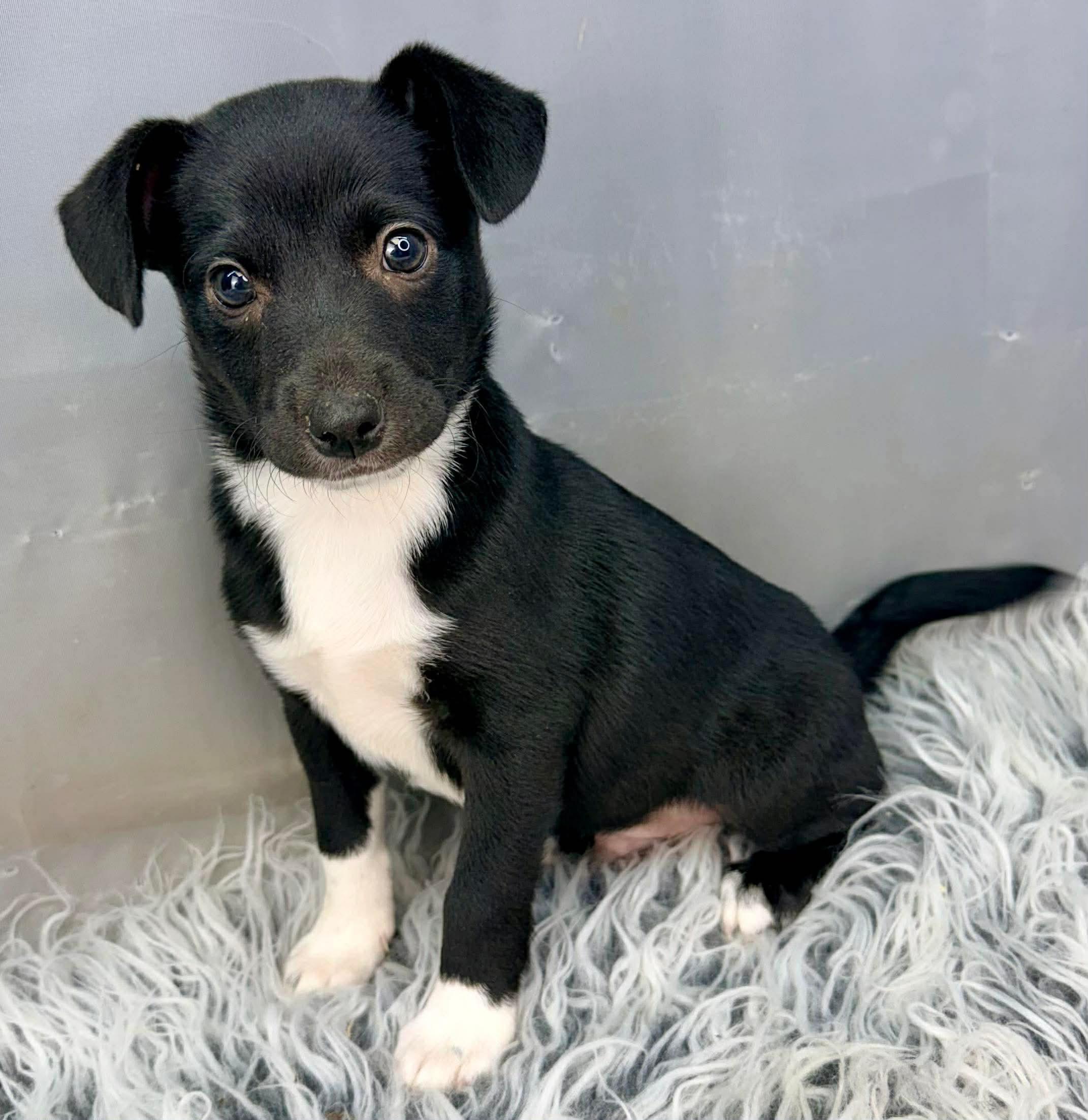 Enlarge Charlie, a Adoptable mixed breed in Jackson, MI image 3/6