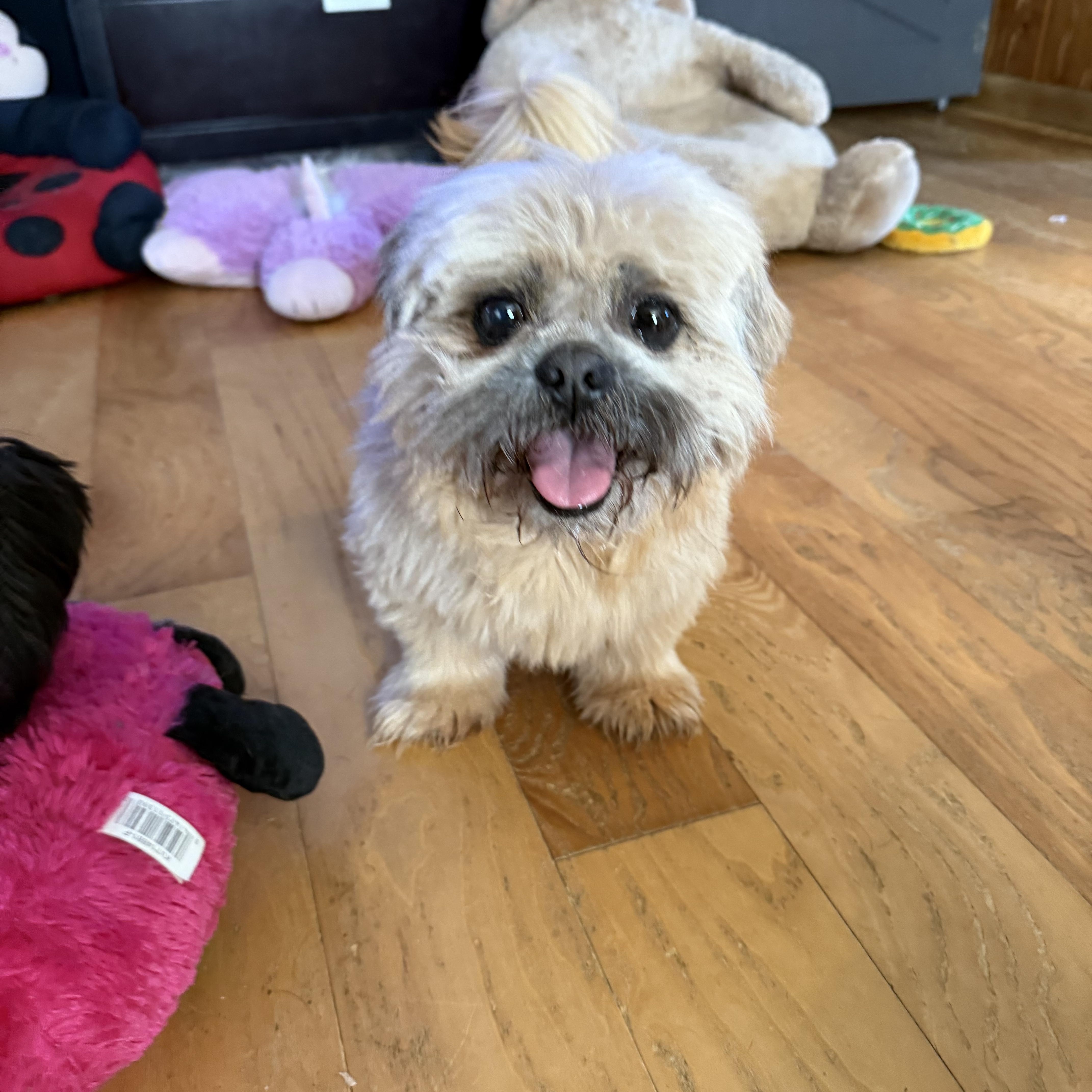 Enlarge Ted, an adopted Shih Tzu in Mooresville, NC image 2/5