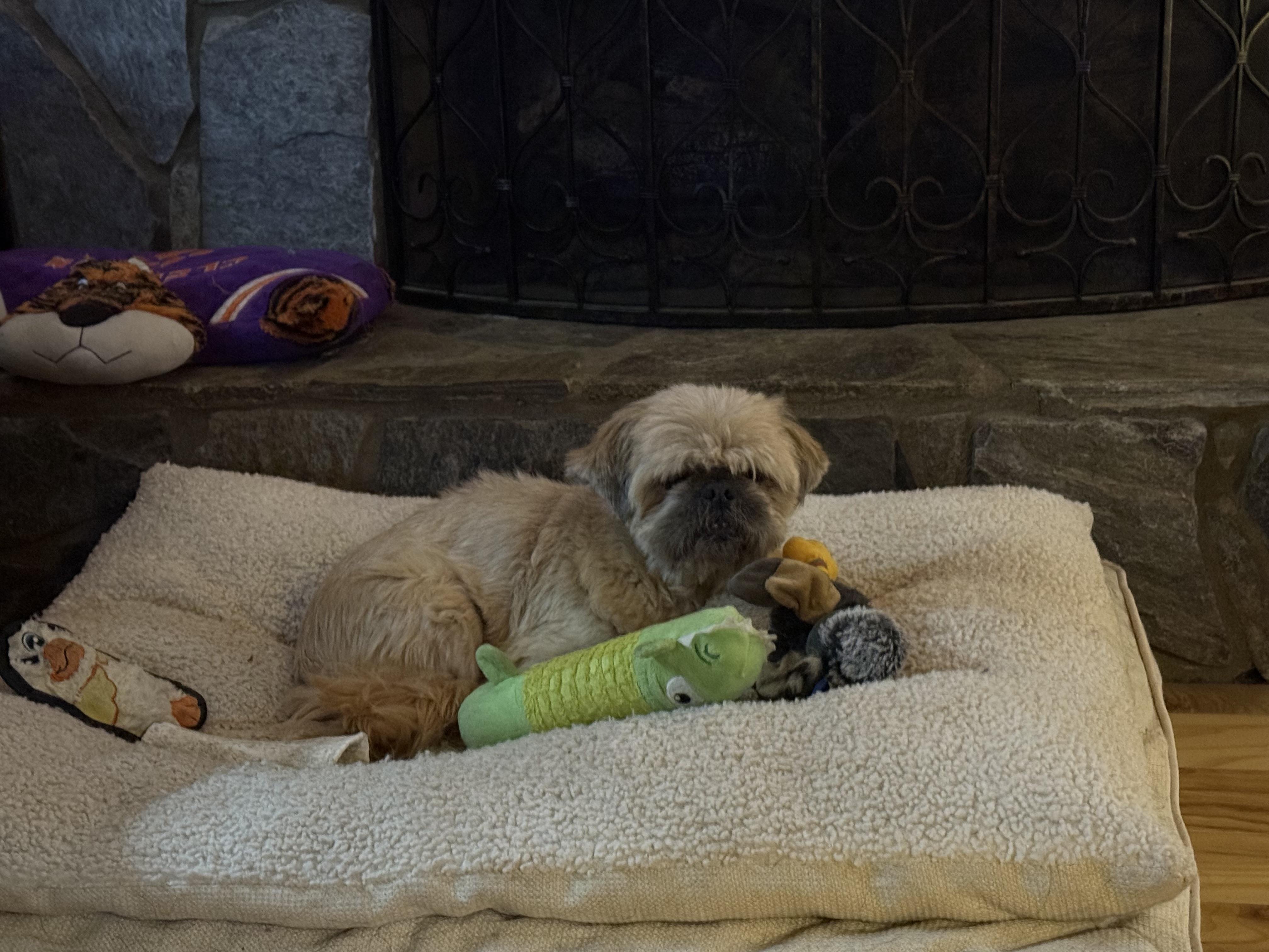 Enlarge Ted, an adopted Shih Tzu in Mooresville, NC image 3/5