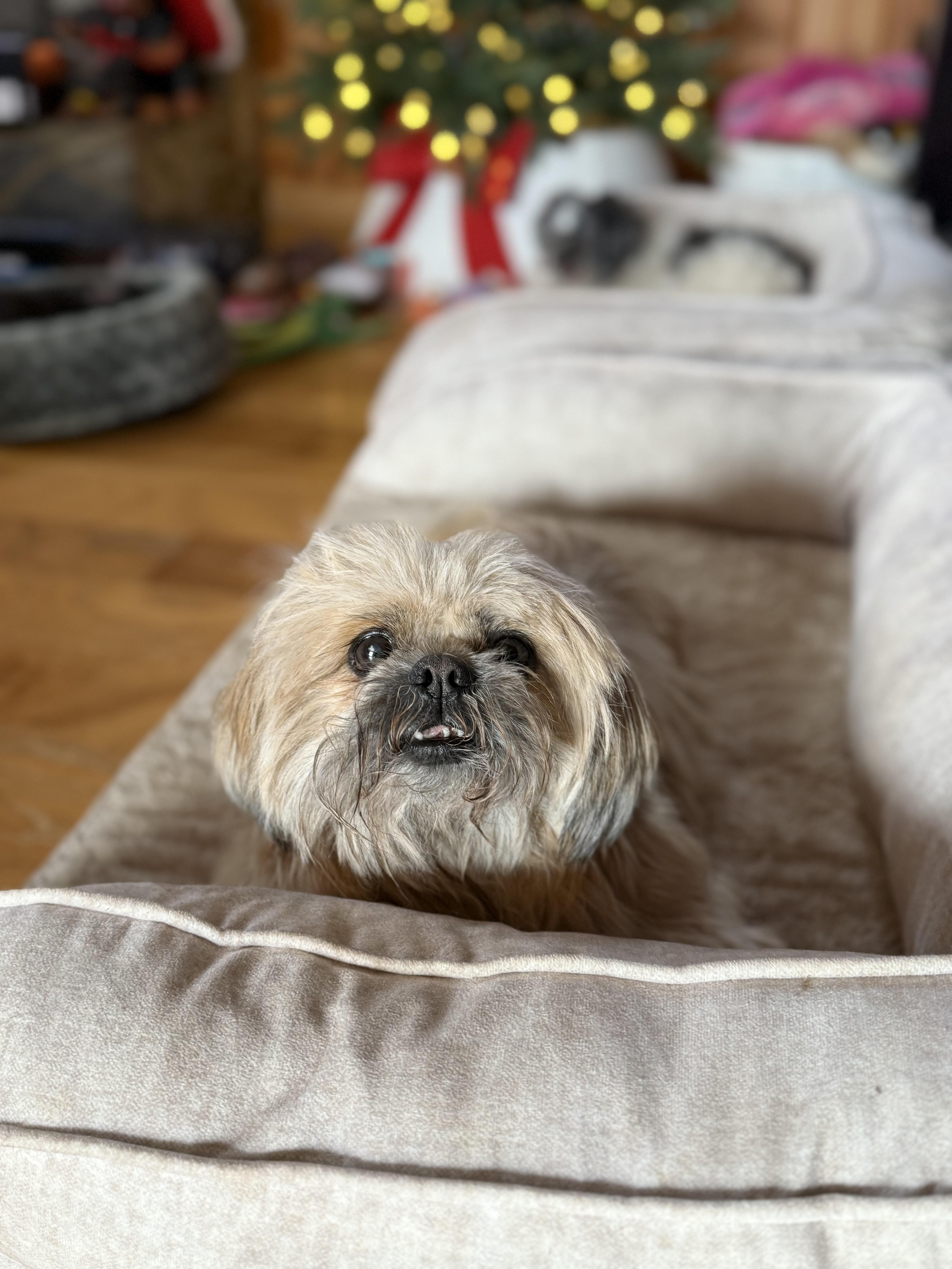 Enlarge Ted, an adopted Shih Tzu in Mooresville, NC image 5/5