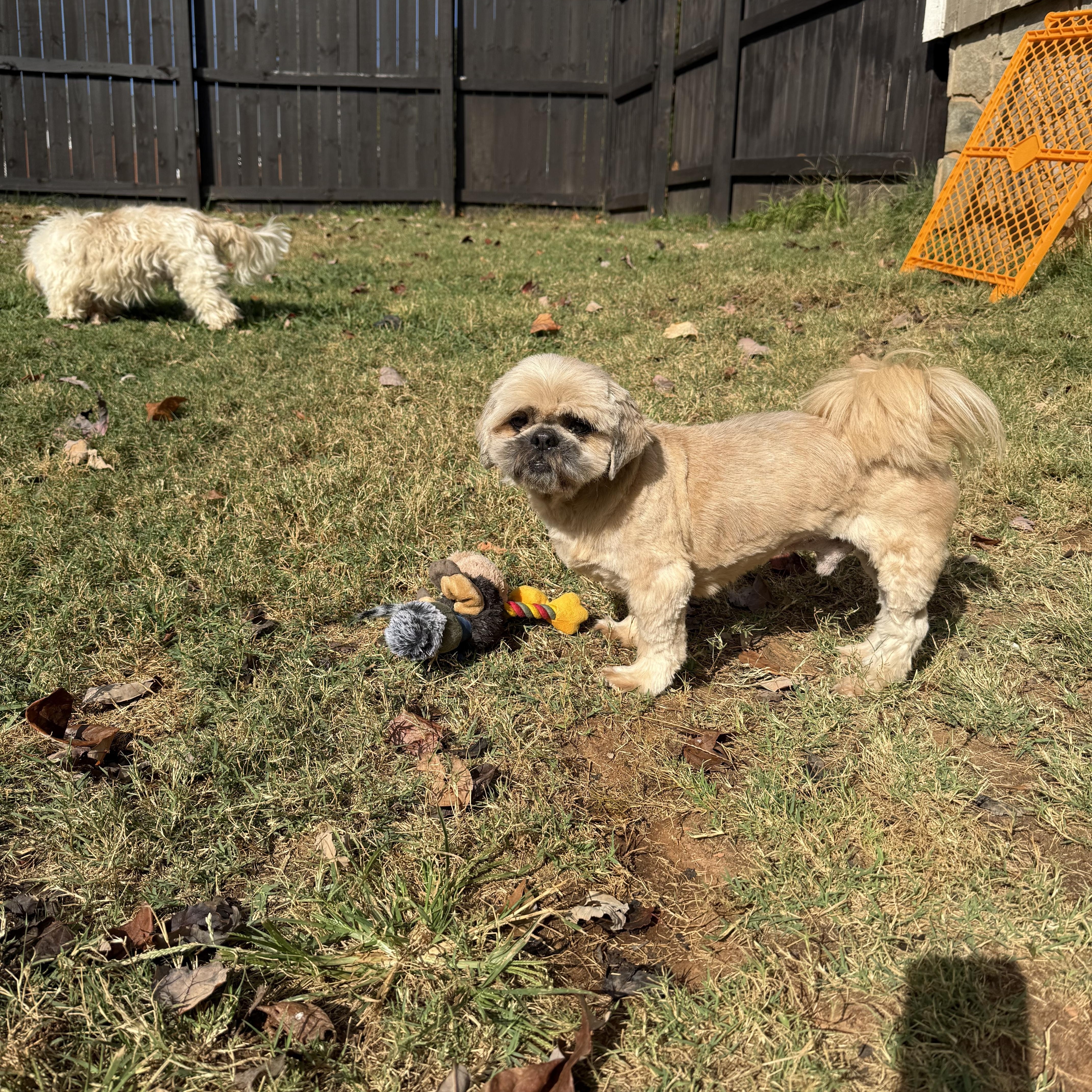 Enlarge Ted, an adopted Shih Tzu in Mooresville, NC image 4/5
