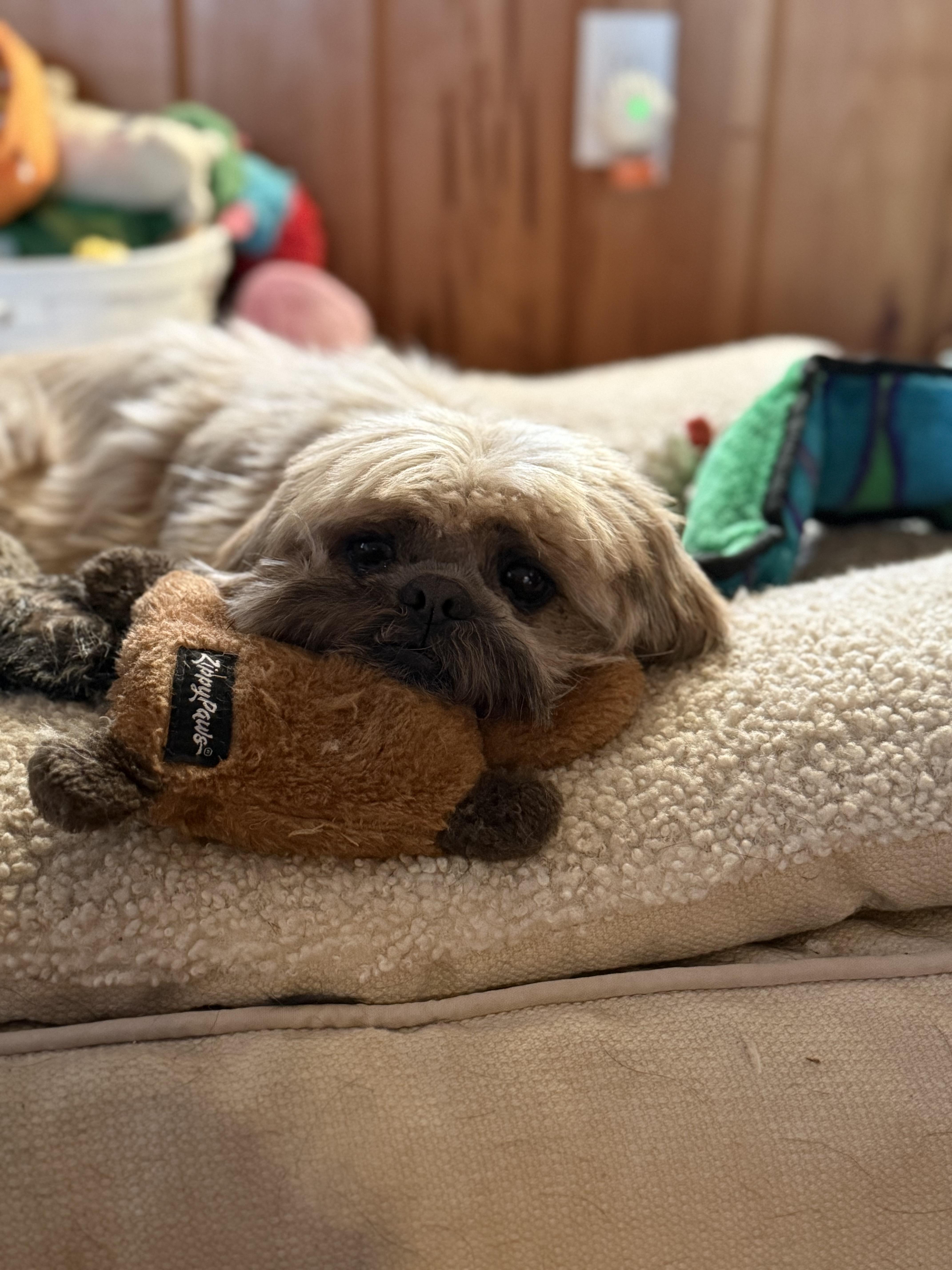 Ted, ADOPTABLE, Adult Male Shih Tzu.