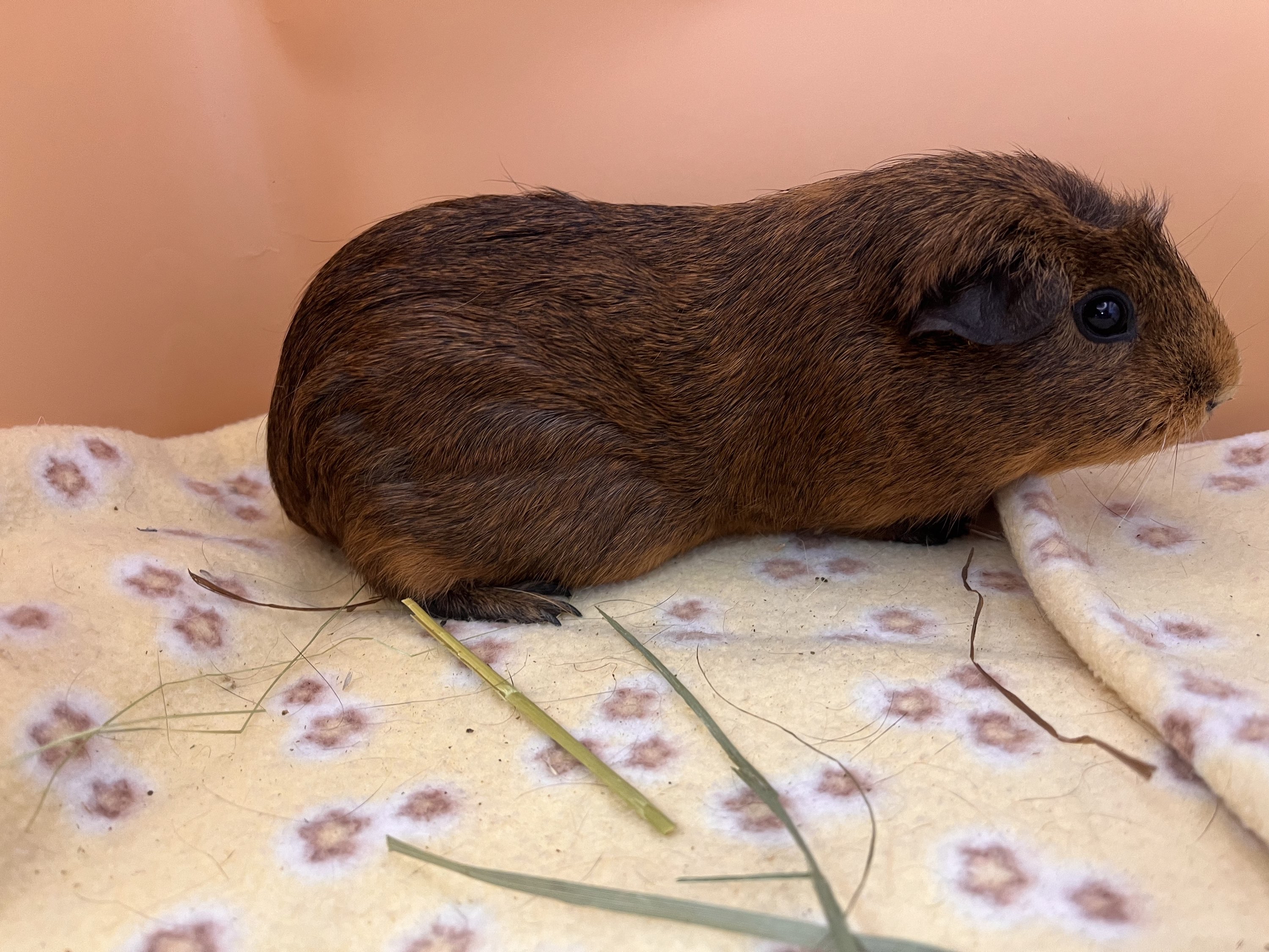 Enlarge Delilah, a Adoptable Guinea Pig in Eagle River, AK image 1/1