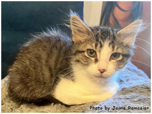 Enlarge Nebula, a Adopted mixed breed in Oak Ridge, TN image 2/3