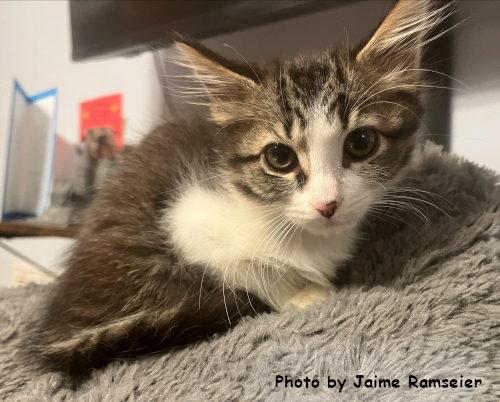 Enlarge Nebula, a Adopted mixed breed in Oak Ridge, TN image 3/3