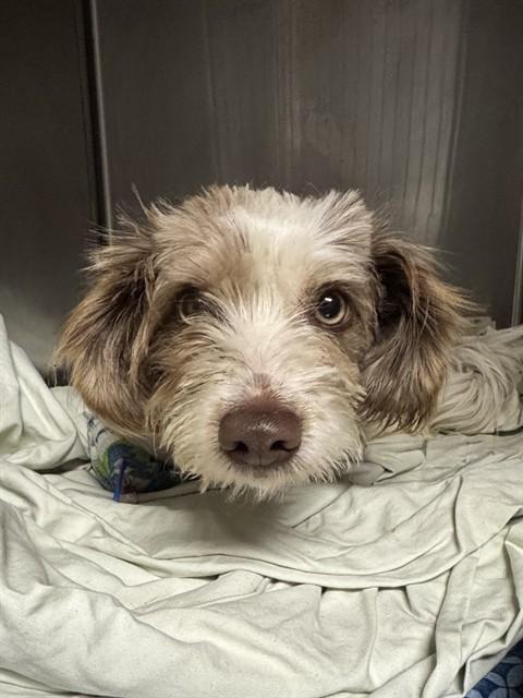 PUP, Adoptable, Young Female Shih Tzu & Mixed Breed.