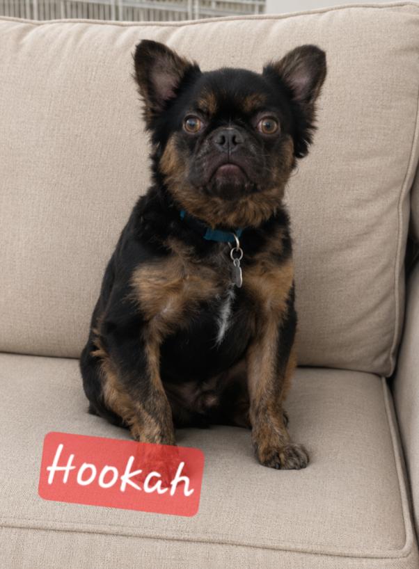 Enlarge Hookah, a ADOPTABLE French Bulldog in Cochran, GA image 1/1