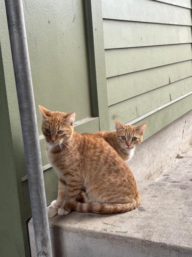 Todd — thumbnail 5