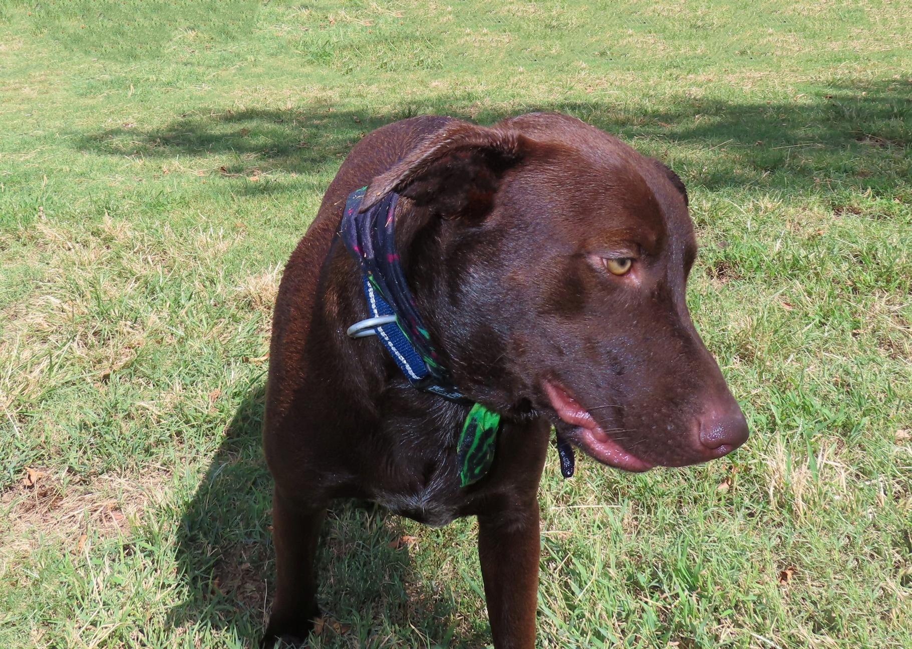 Enlarge Caddo 26C-244A, a Adoptable Chocolate Labrador Retriever in Rogers, AR image 4/5