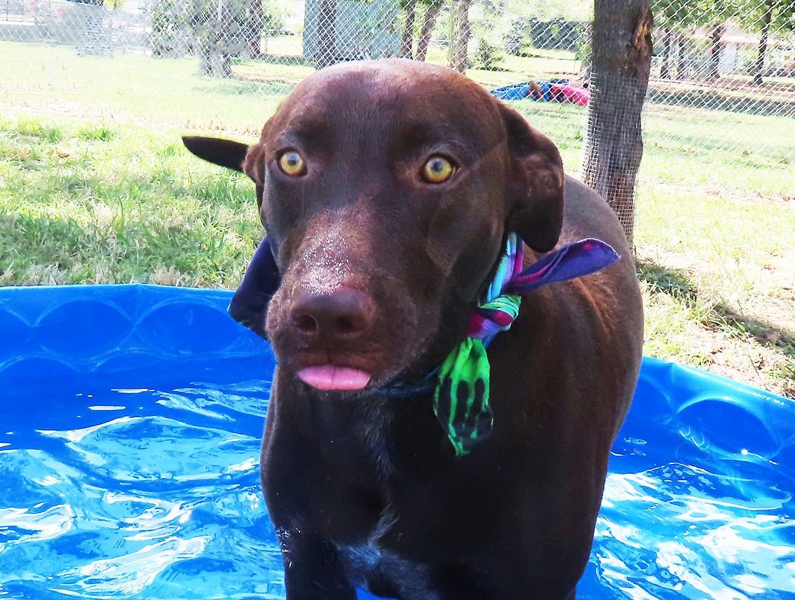 Enlarge Caddo 26C-244A, a Adoptable Chocolate Labrador Retriever in Rogers, AR image 1/5