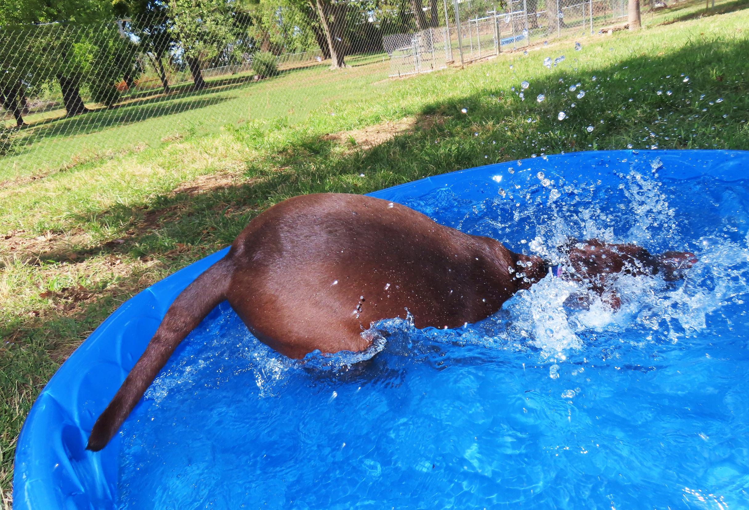 Enlarge Caddo 26C-244A, a Adoptable Chocolate Labrador Retriever in Rogers, AR image 3/5