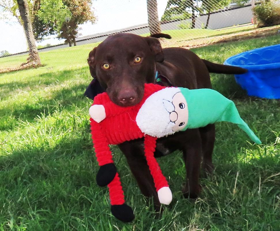 Enlarge Caddo 26C-244A, a Adoptable Chocolate Labrador Retriever in Rogers, AR image 2/5