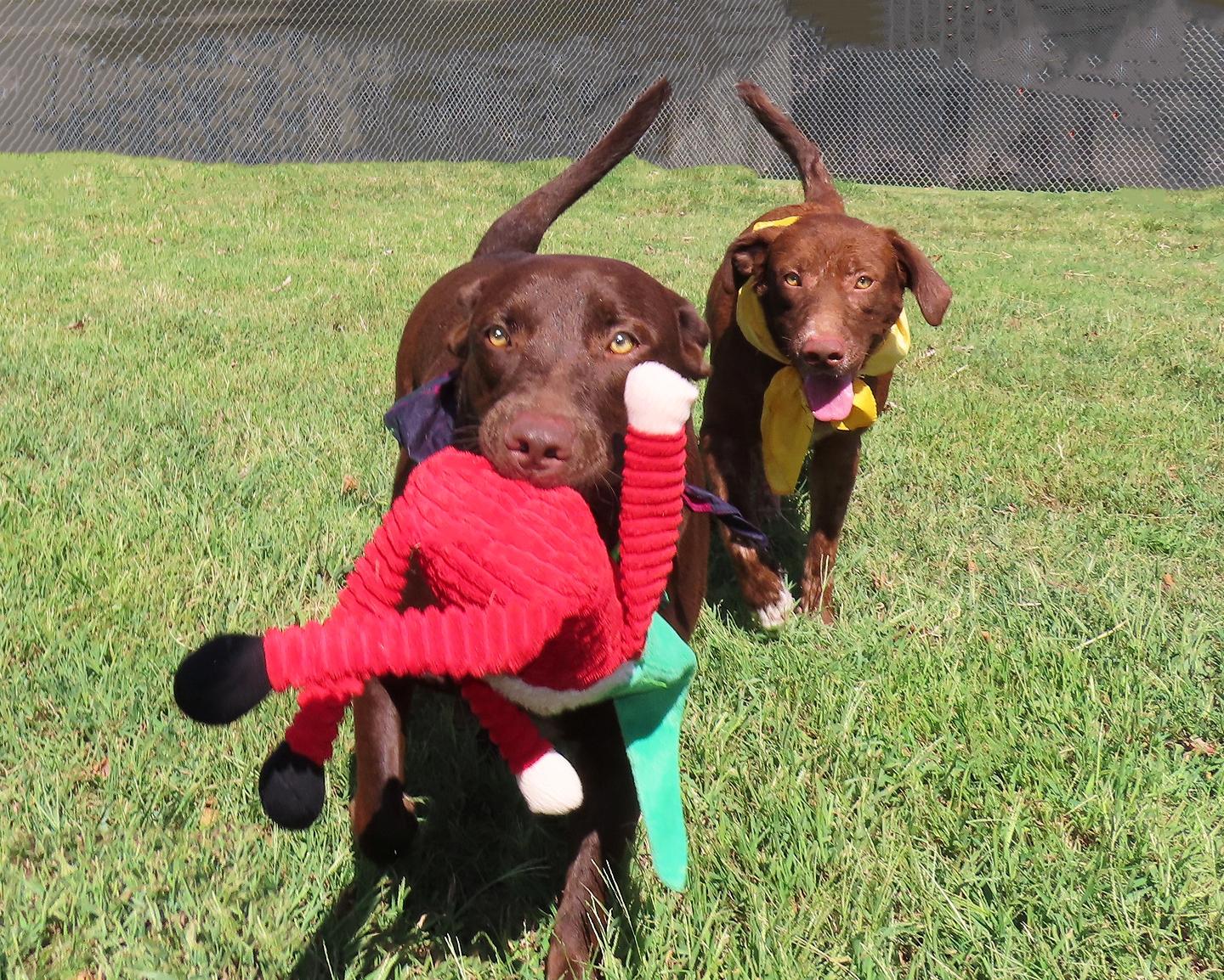 Enlarge Caddo 26C-244A, a Adoptable Chocolate Labrador Retriever in Rogers, AR image 5/5