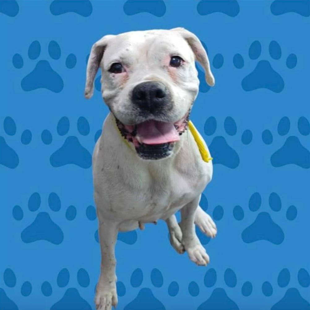 Enlarge Mary Celeste, a Adoptable Boxer in Apple Valley, CA image 1/3