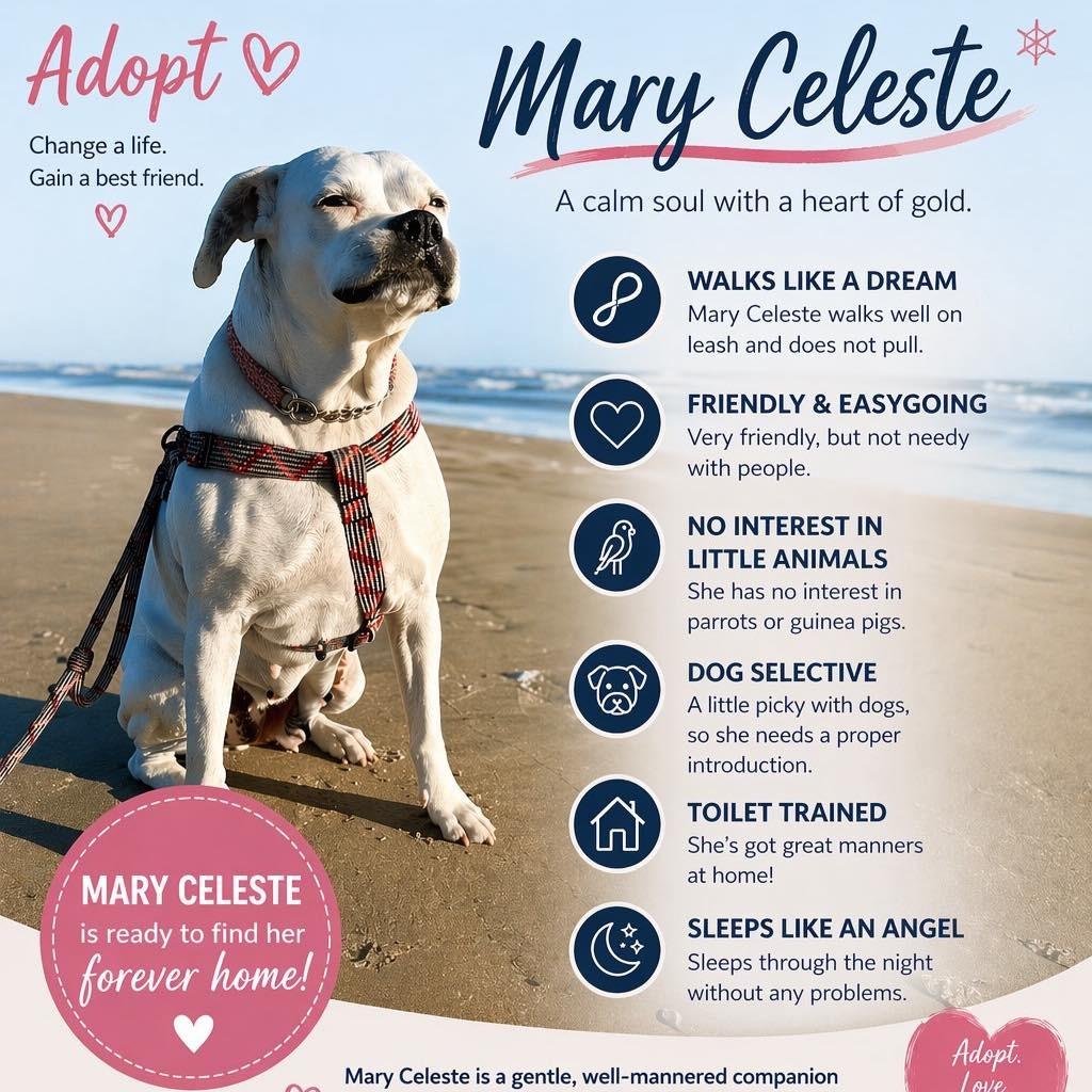 Enlarge Mary Celeste, a Adoptable Boxer in Apple Valley, CA image 2/3