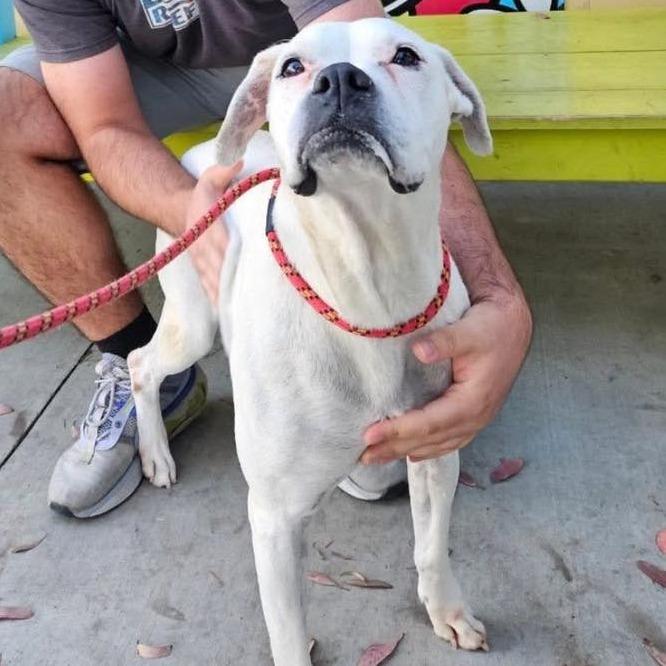 Enlarge Mary Celeste, a Adoptable Boxer in Apple Valley, CA image 3/3