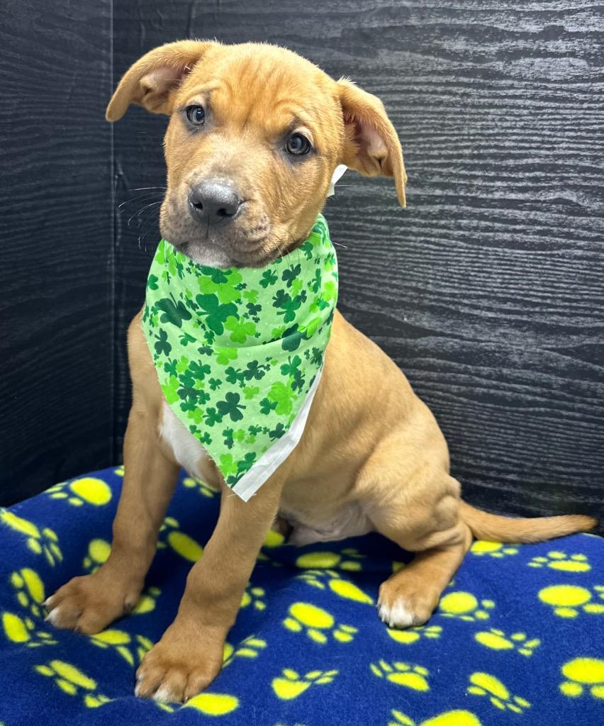 Enlarge Patrick, a Adoptable mixed breed in Washington Court House, OH image 1/1