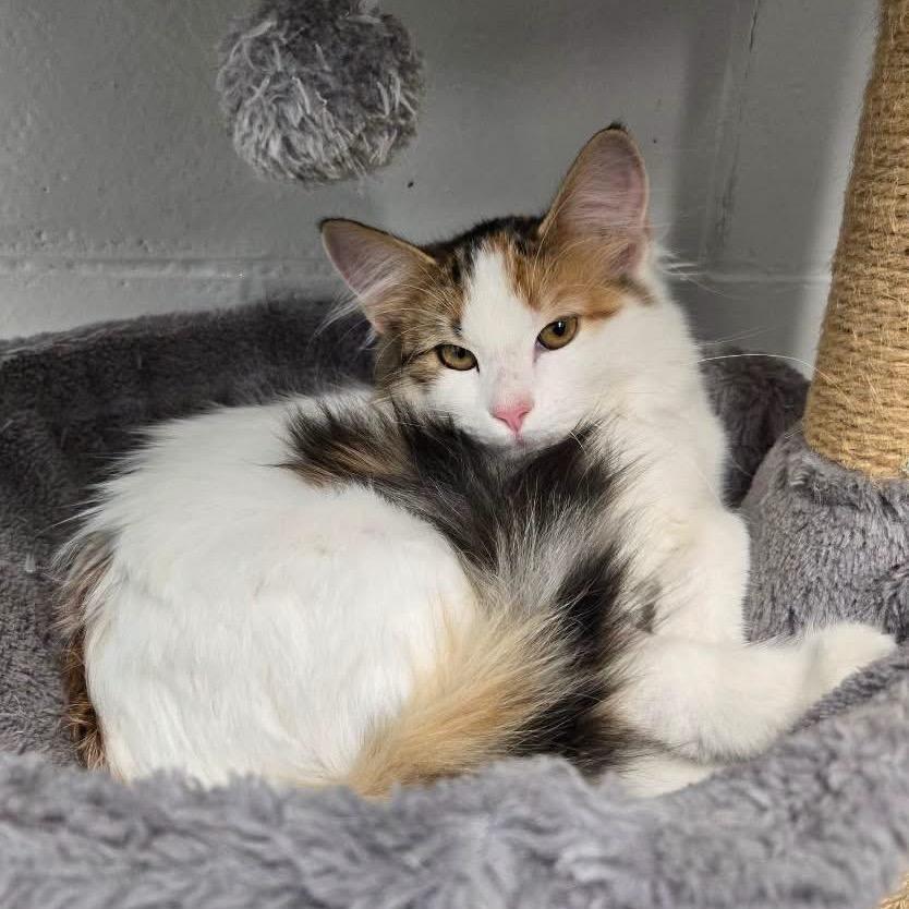 Enlarge Marble, a Adoptable Domestic Long Hair in Roselle, IL image 1/1
