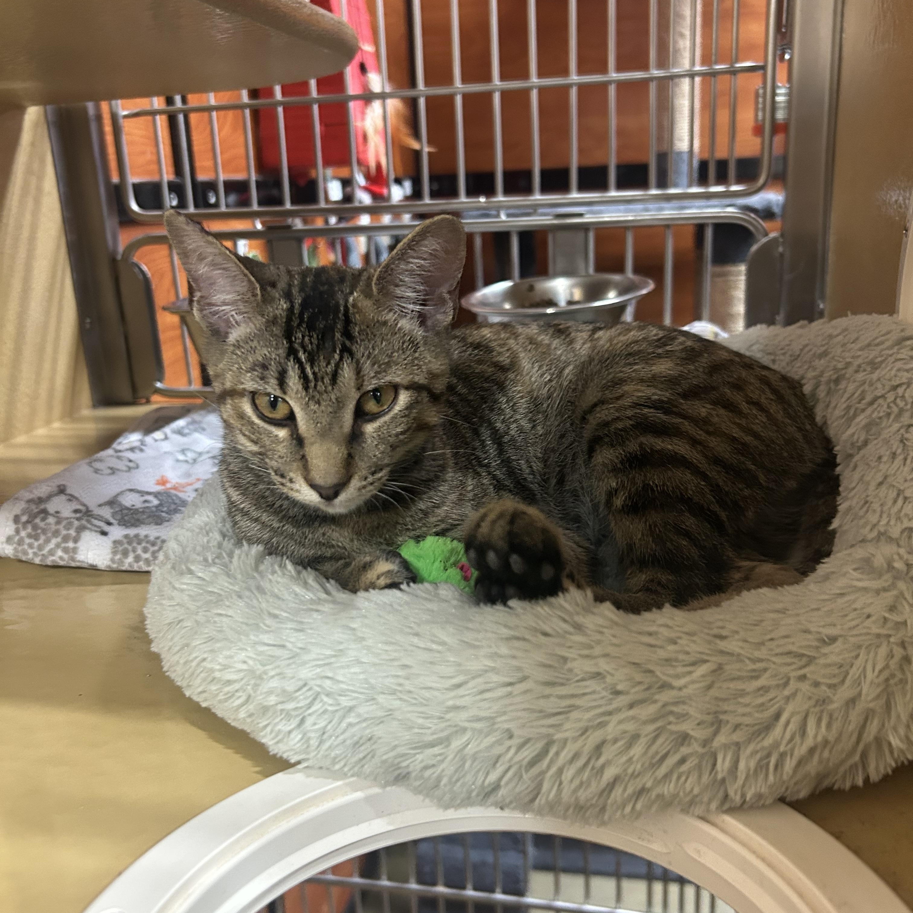 Truffles, a Adoptable Domestic Short Hair in Manhattan, KS image 3/6