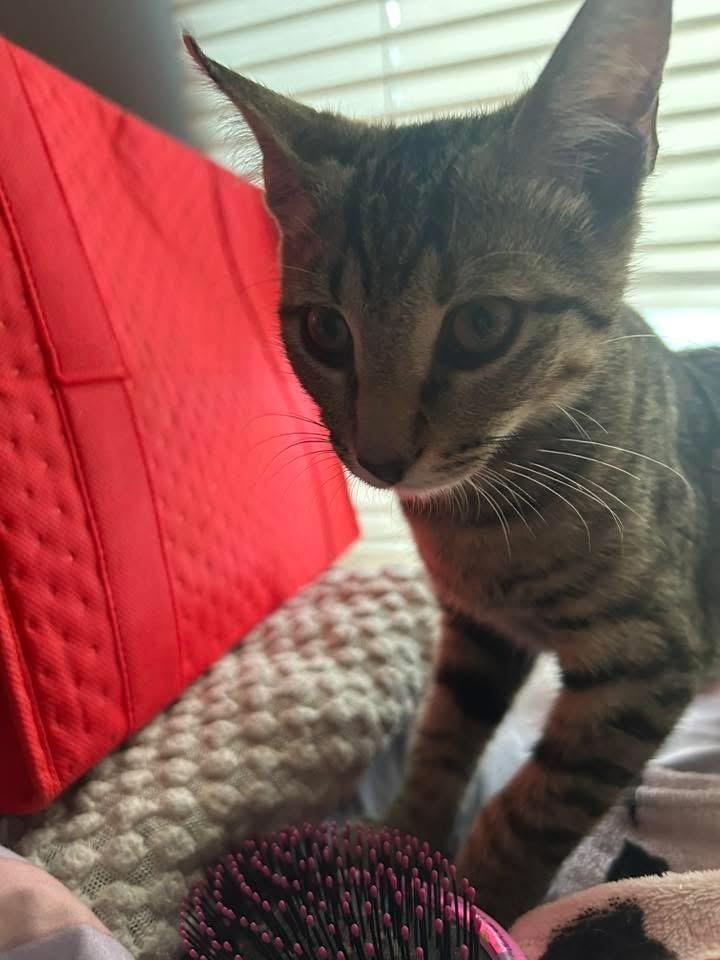 Truffles, a Adoptable Domestic Short Hair in Manhattan, KS image 4/6