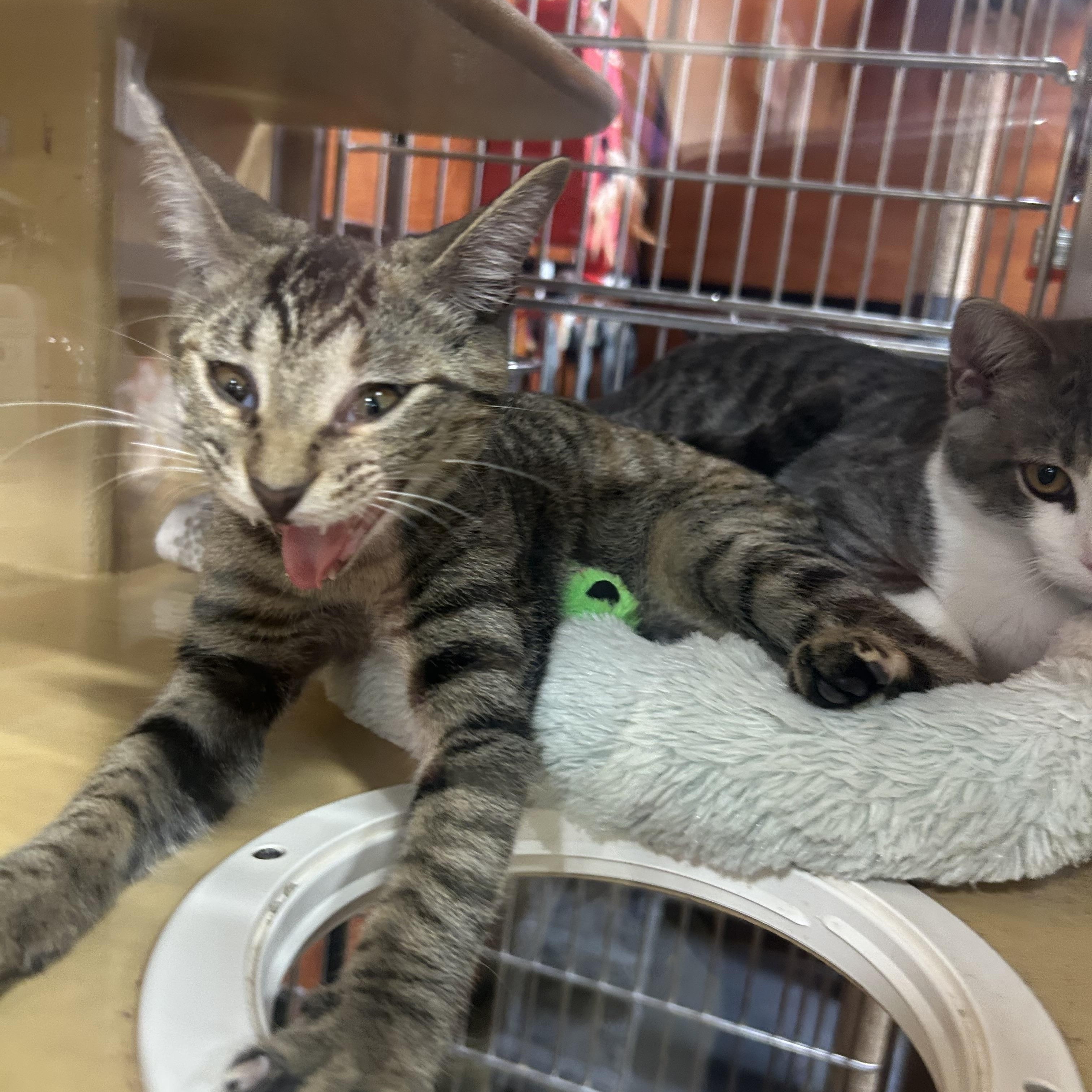 Truffles, a Adoptable Domestic Short Hair in Manhattan, KS image 2/6