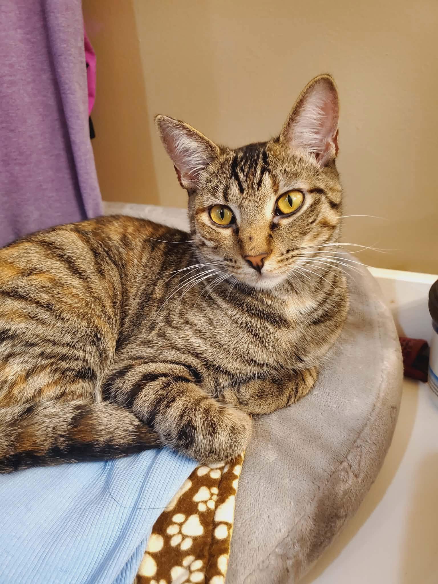 Truffles, Adoptable, Young Female Domestic Short Hair.