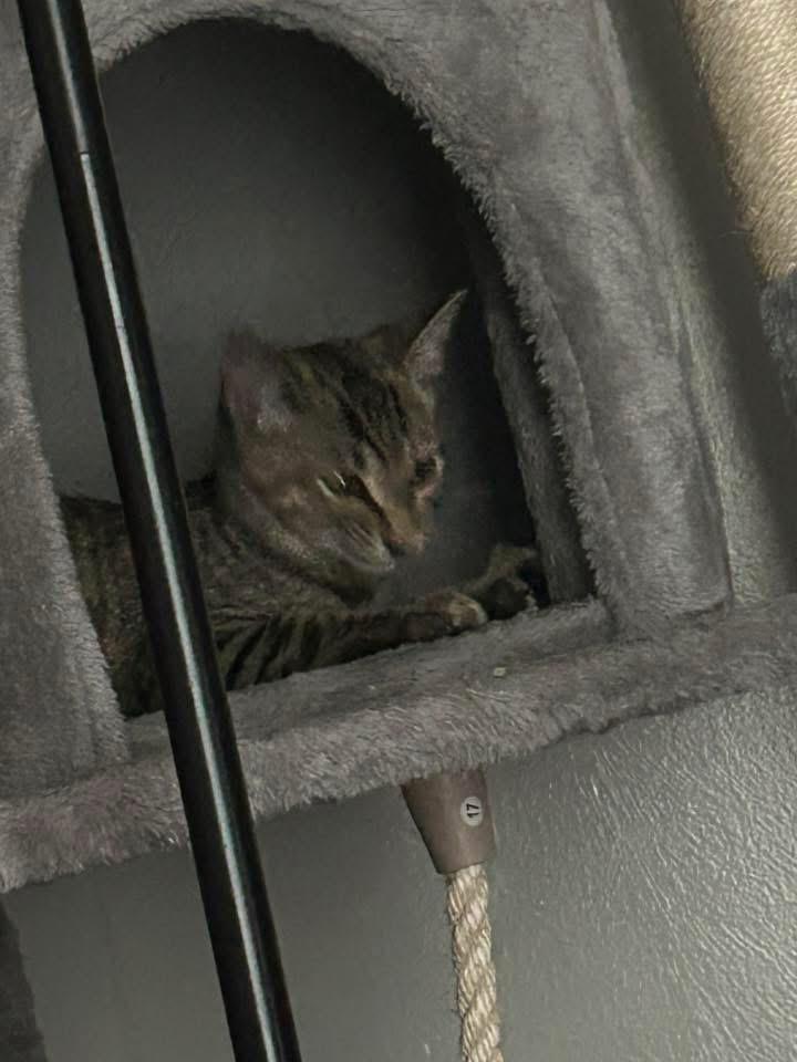 Truffles, a Adoptable Domestic Short Hair in Manhattan, KS image 5/6