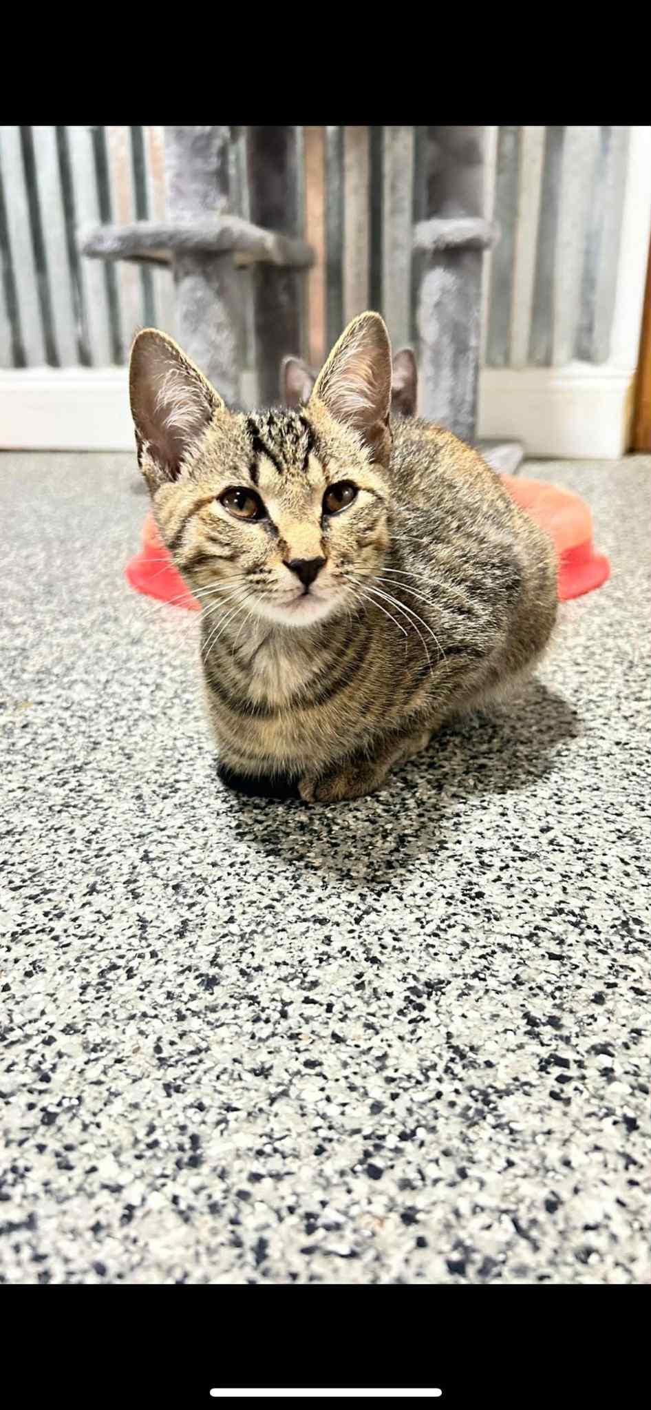 Truffles, a Adoptable Domestic Short Hair in Manhattan, KS image 6/6