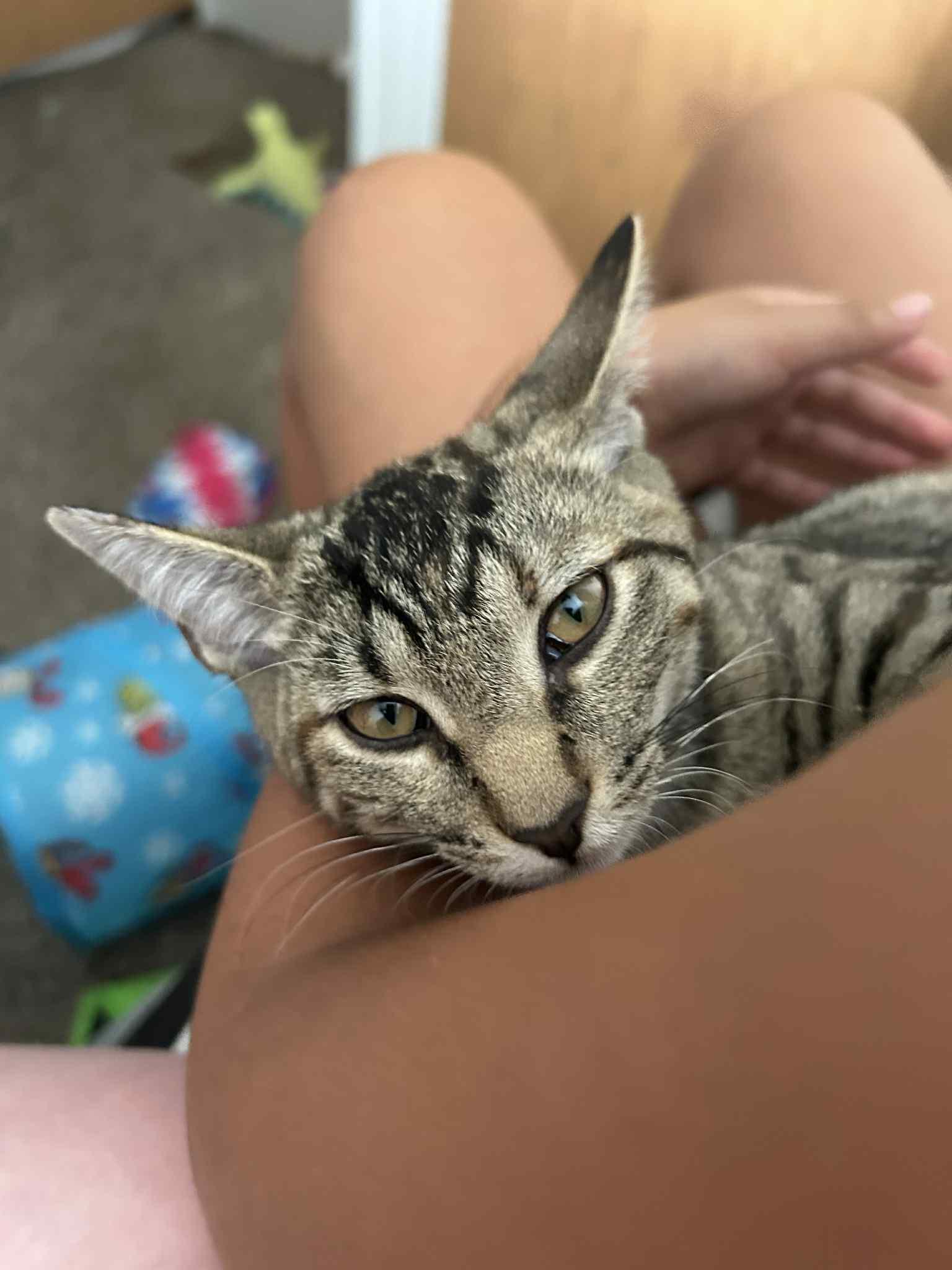 Truffles, Adoptable, Young Female Domestic Short Hair.