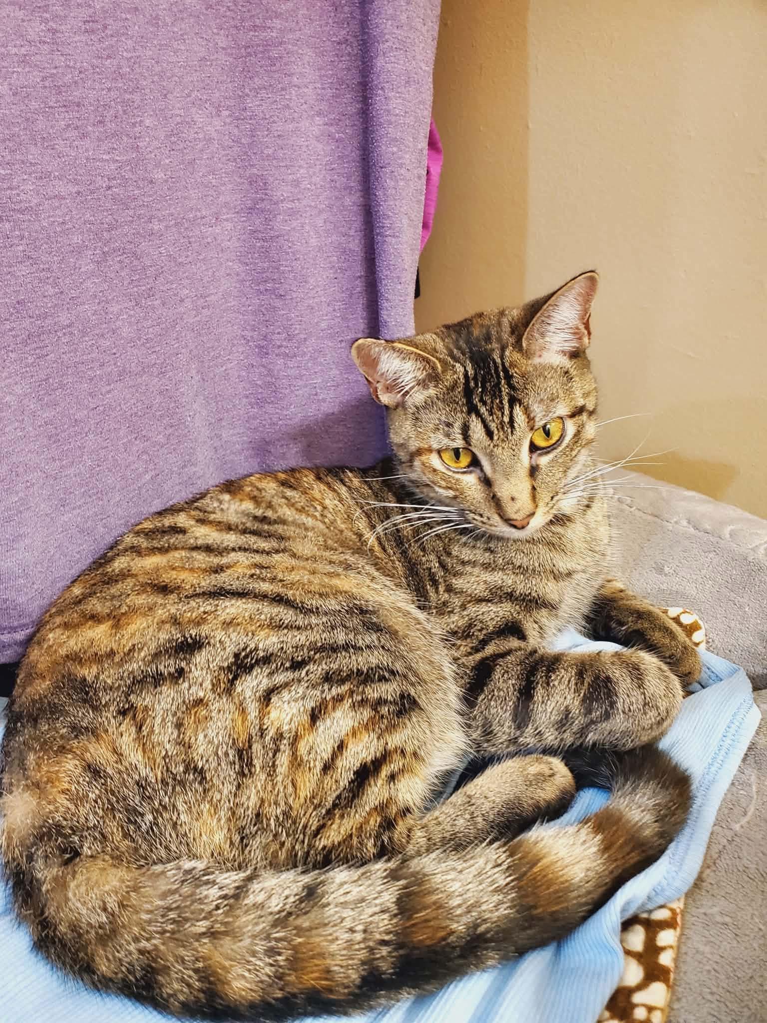 Enlarge Truffles, a Adoptable Domestic Short Hair in Manhattan, KS image 2/6