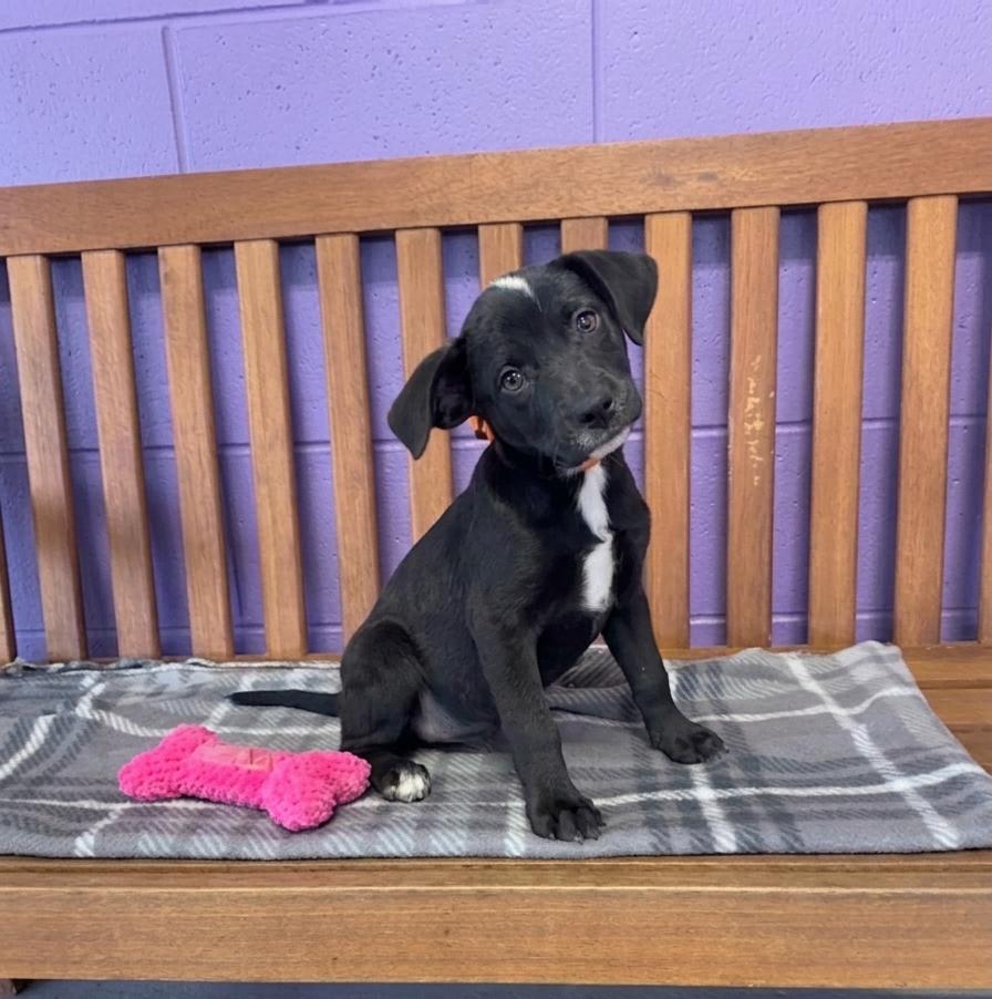 Enlarge **DEE DEE**, a Adoptable Labrador Retriever in North Prairie, WI image 1/2