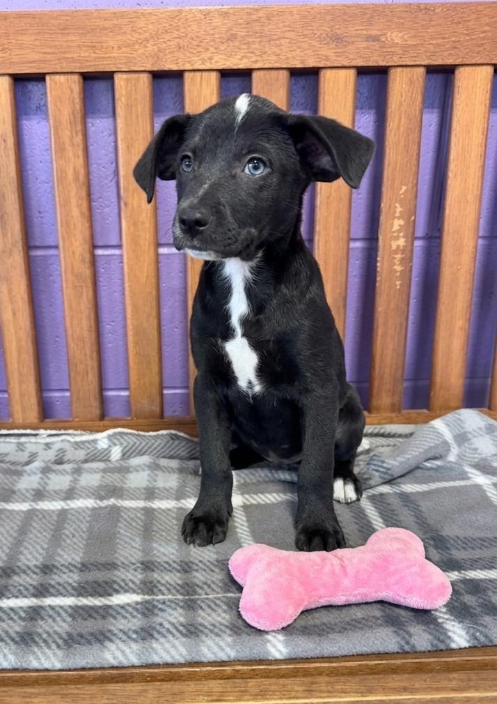 Enlarge **DEE DEE**, a Adoptable Labrador Retriever in North Prairie, WI image 2/2
