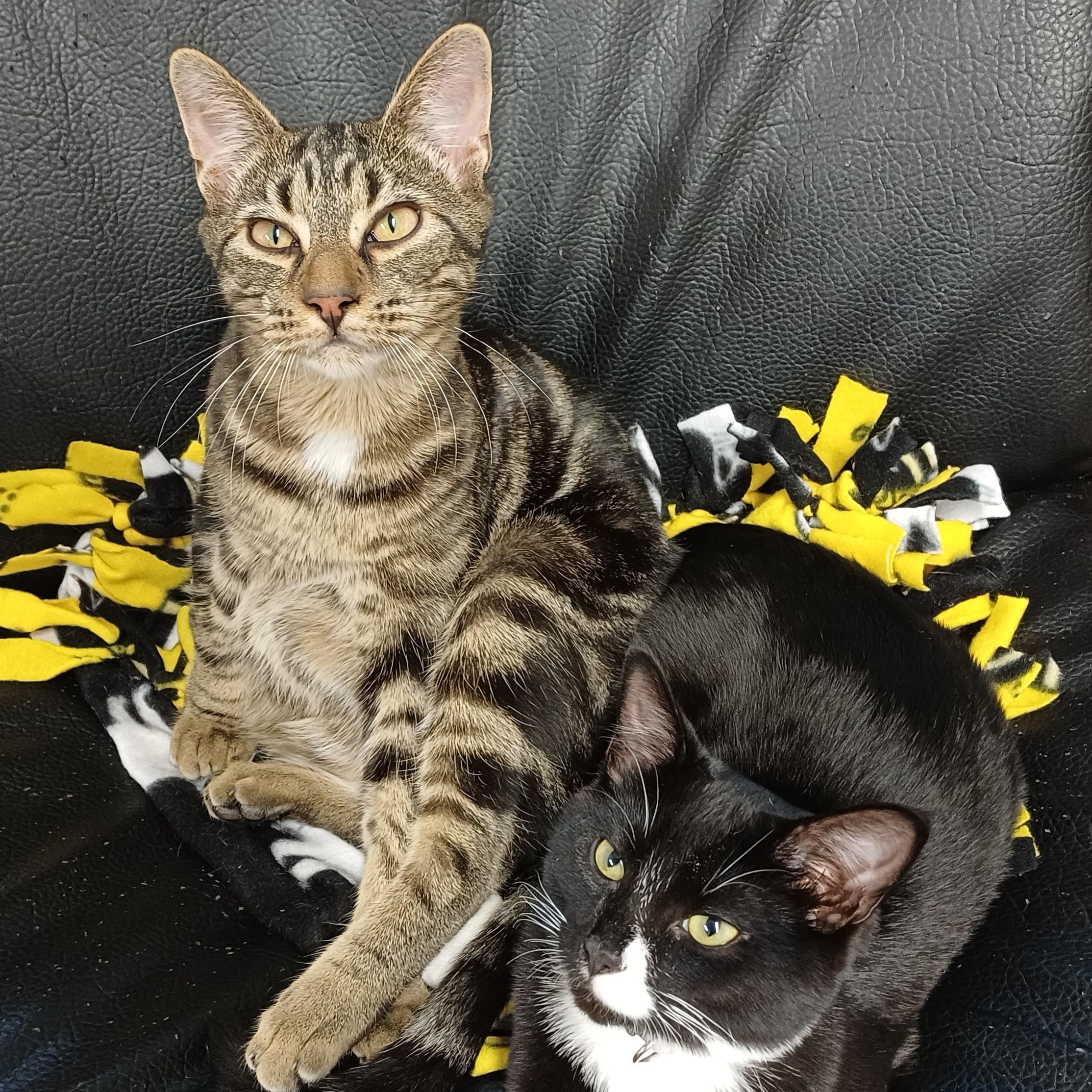 Koi, a Adoptable Domestic Short Hair in Renton , WA image 5/6