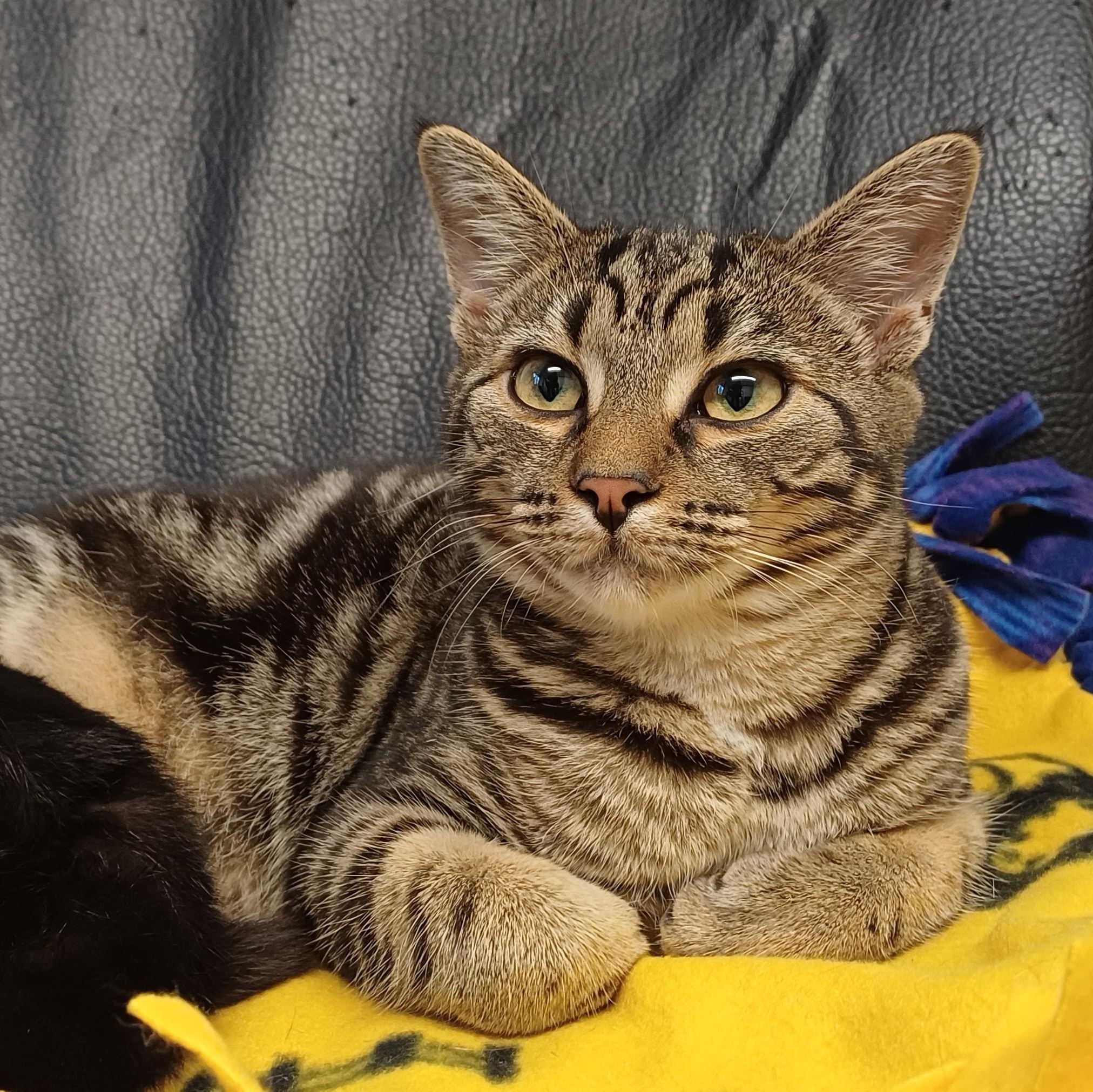 Koi, Adoptable, Kitten Male Domestic Short Hair.