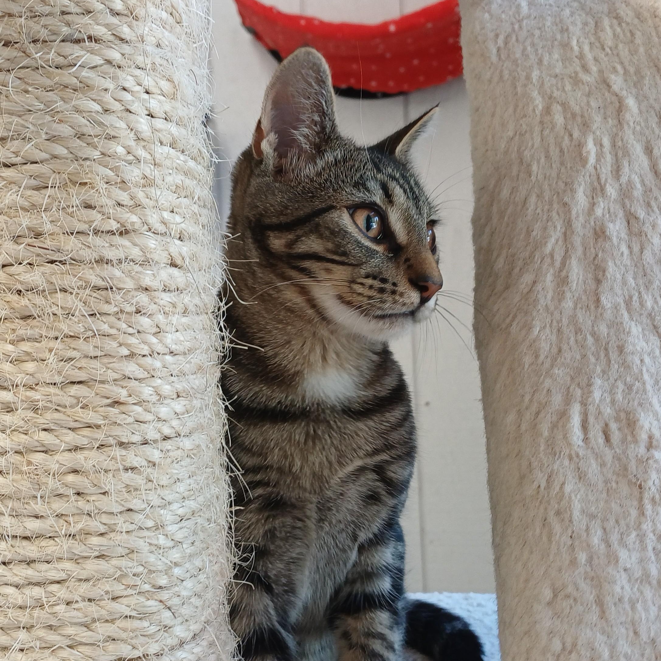 Koi, a Adoptable Domestic Short Hair in Renton , WA image 2/6