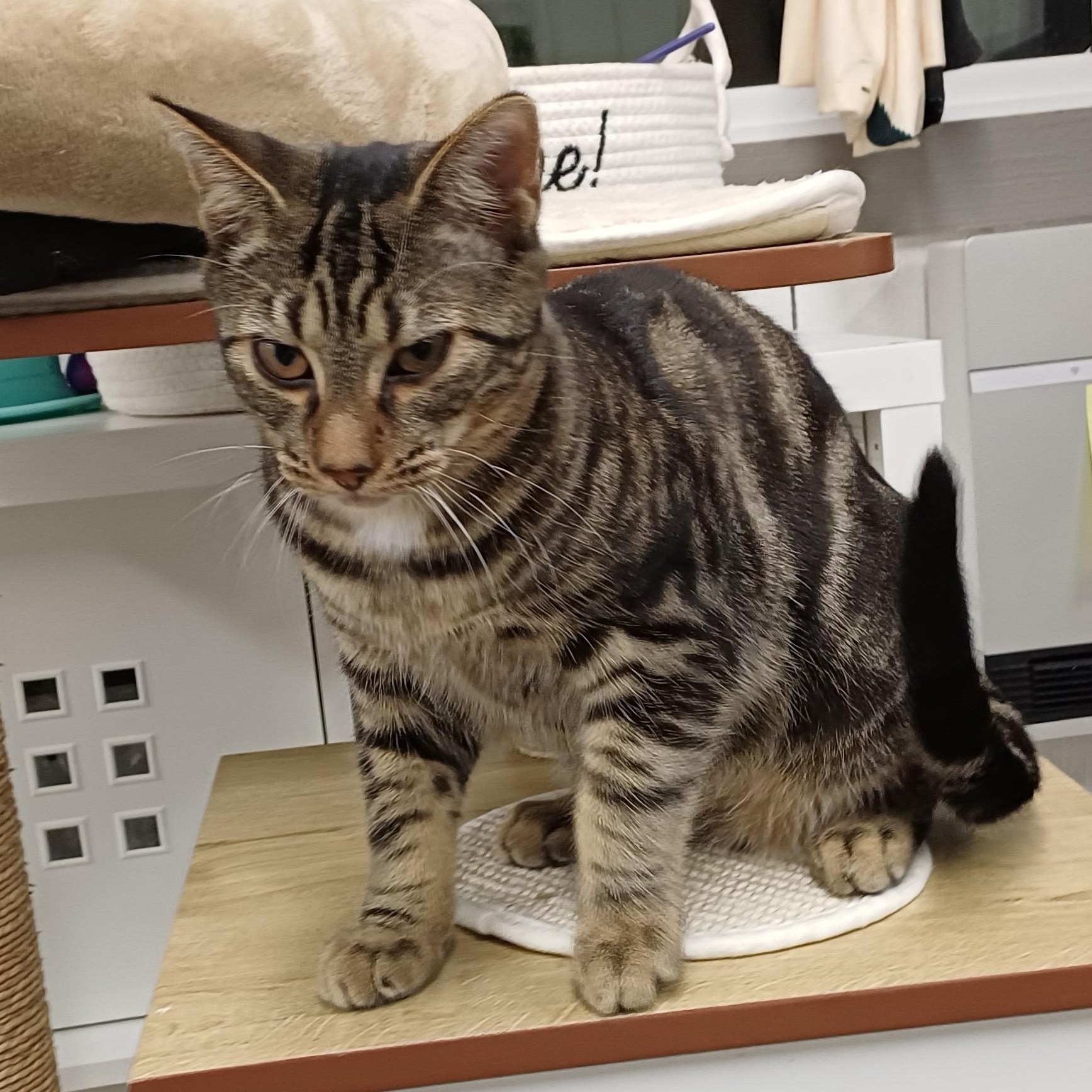 Koi, a Adoptable Domestic Short Hair in Renton , WA image 3/6