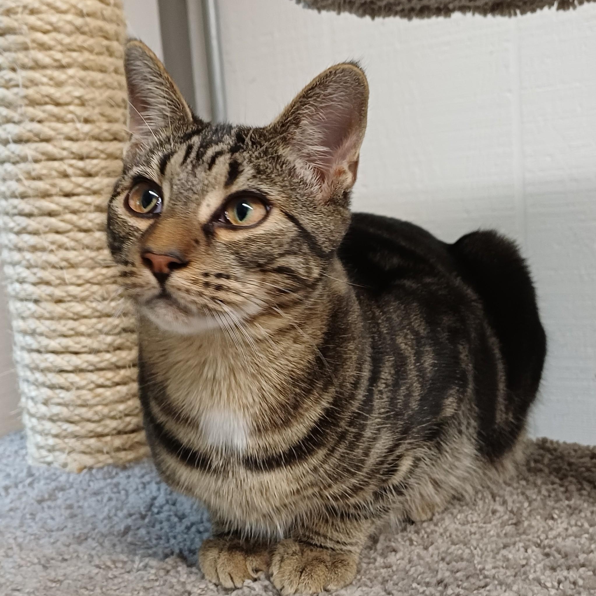 Koi, a Adoptable Domestic Short Hair in Renton , WA image 6/6