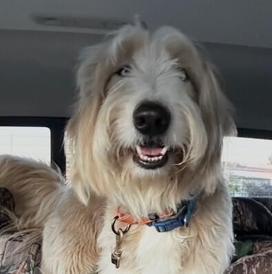 Brody, Adoptable, Adult Male Husky & Goldendoodle.