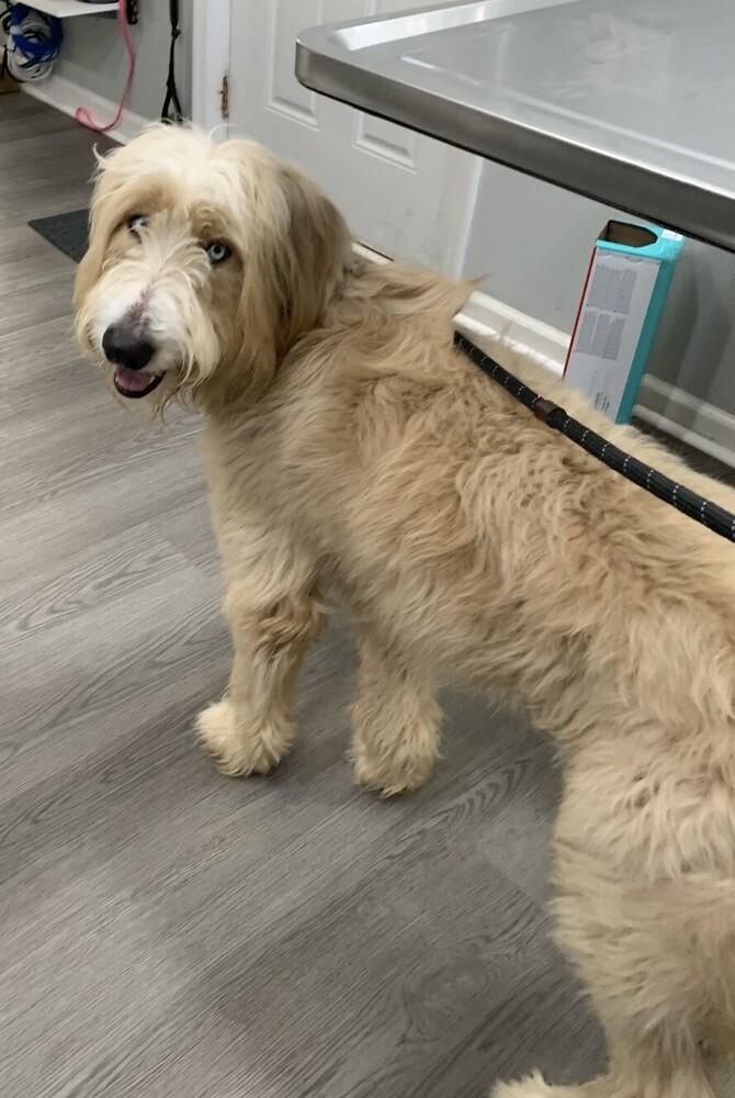 Enlarge Brody, a Adoptable mixed breed in Washington, DC image 2/4